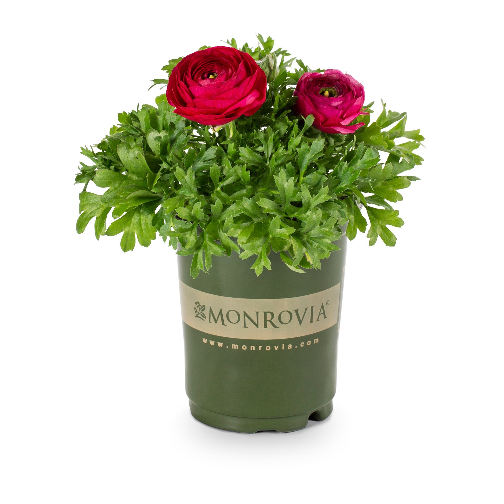 slide 1 of 4, Lowe's Multicolor Persian Buttercup in 1.5 Pint Pot 1 -Pack, 1 ct
