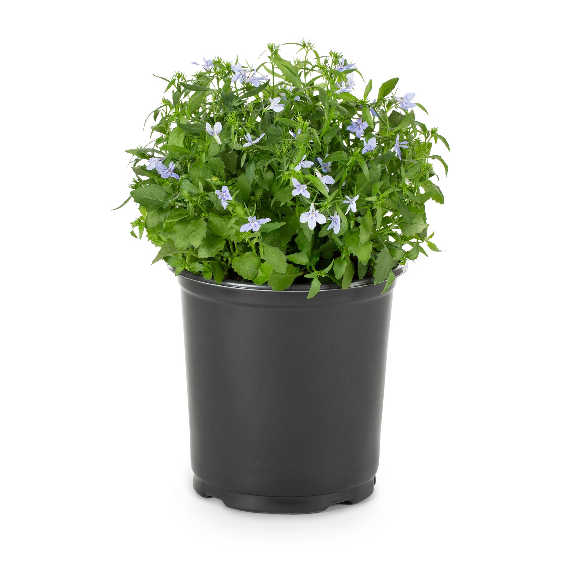 slide 3 of 4, Lowe's Multicolor Lobelia in 1 Pint Pot 1 -Pack, 1 ct
