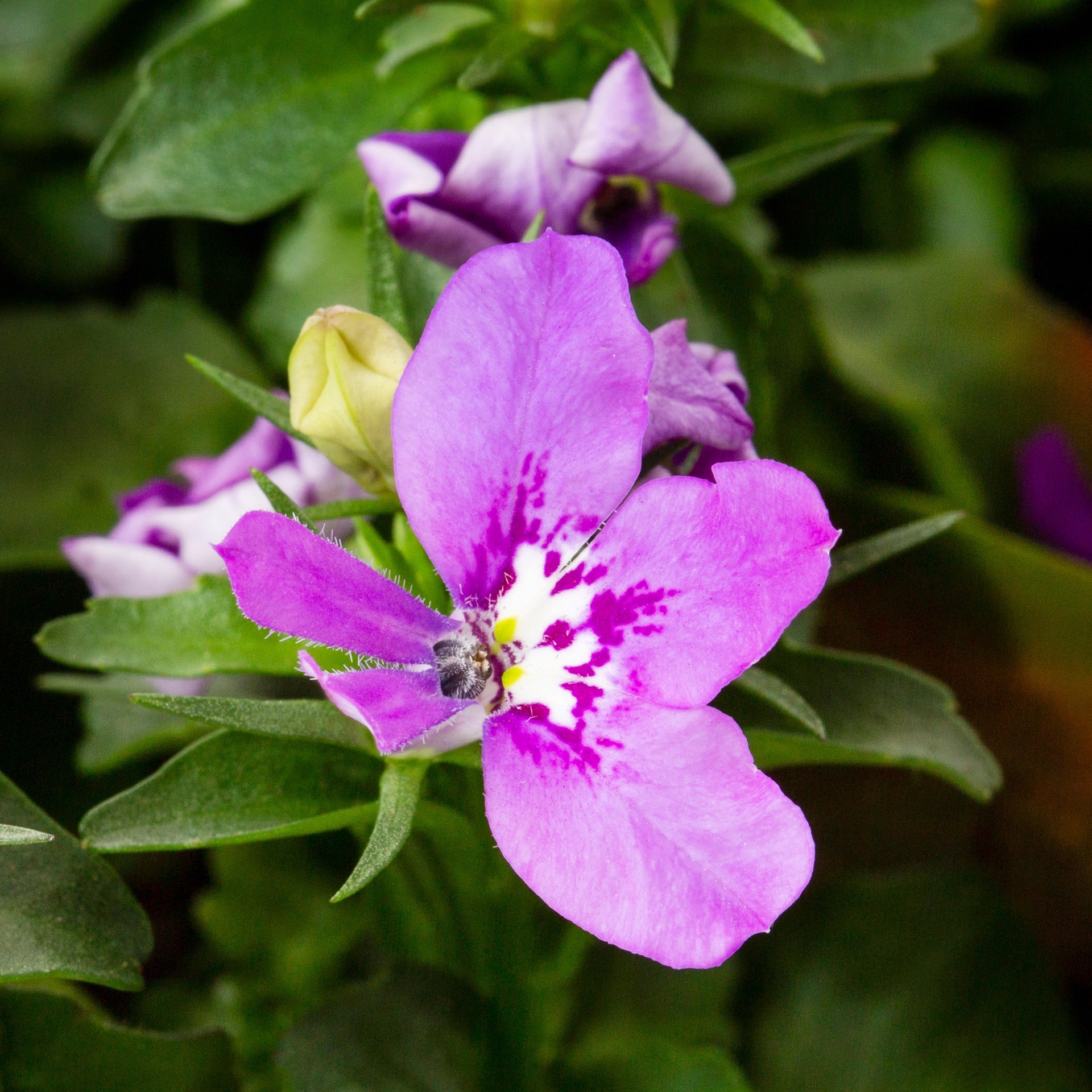 slide 4 of 4, Lowe's Multicolor Lobelia in 1 Pint Pot 1 -Pack, 1 ct