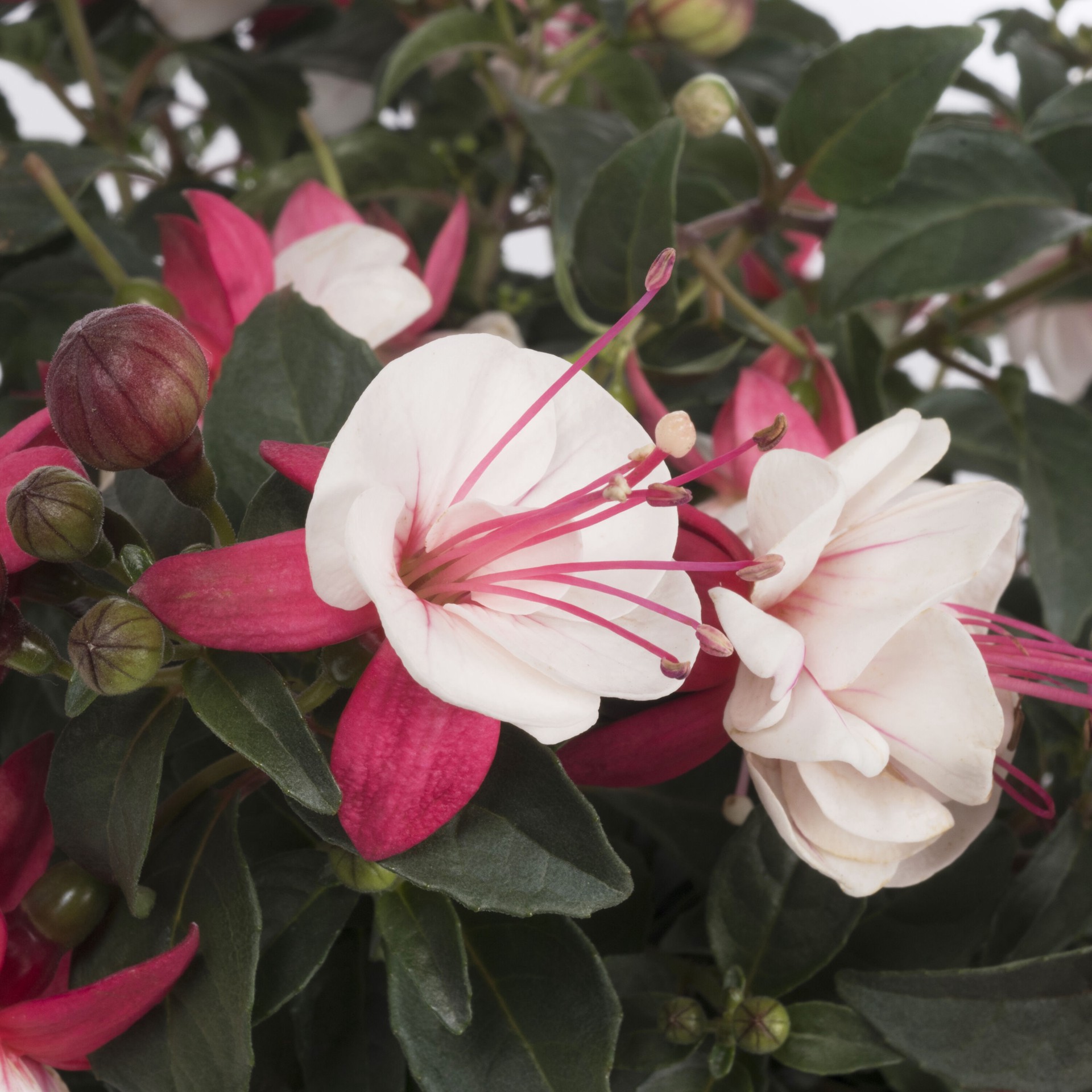 slide 2 of 2, Lowe's Fuchsia in 1 Pint, 1 ct