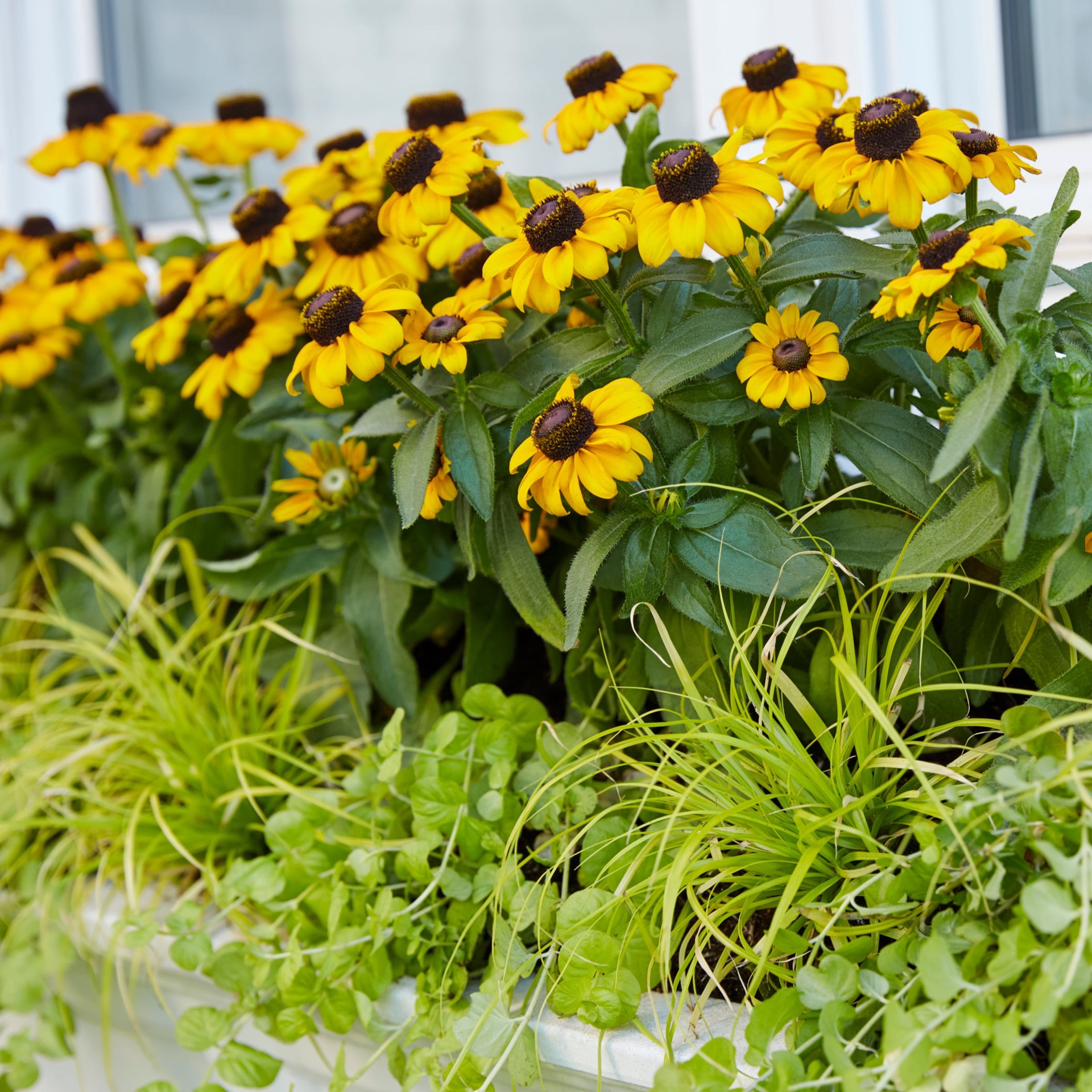 slide 3 of 4, Lowe's Lysmachia in 1 Pint Pot, 1 ct