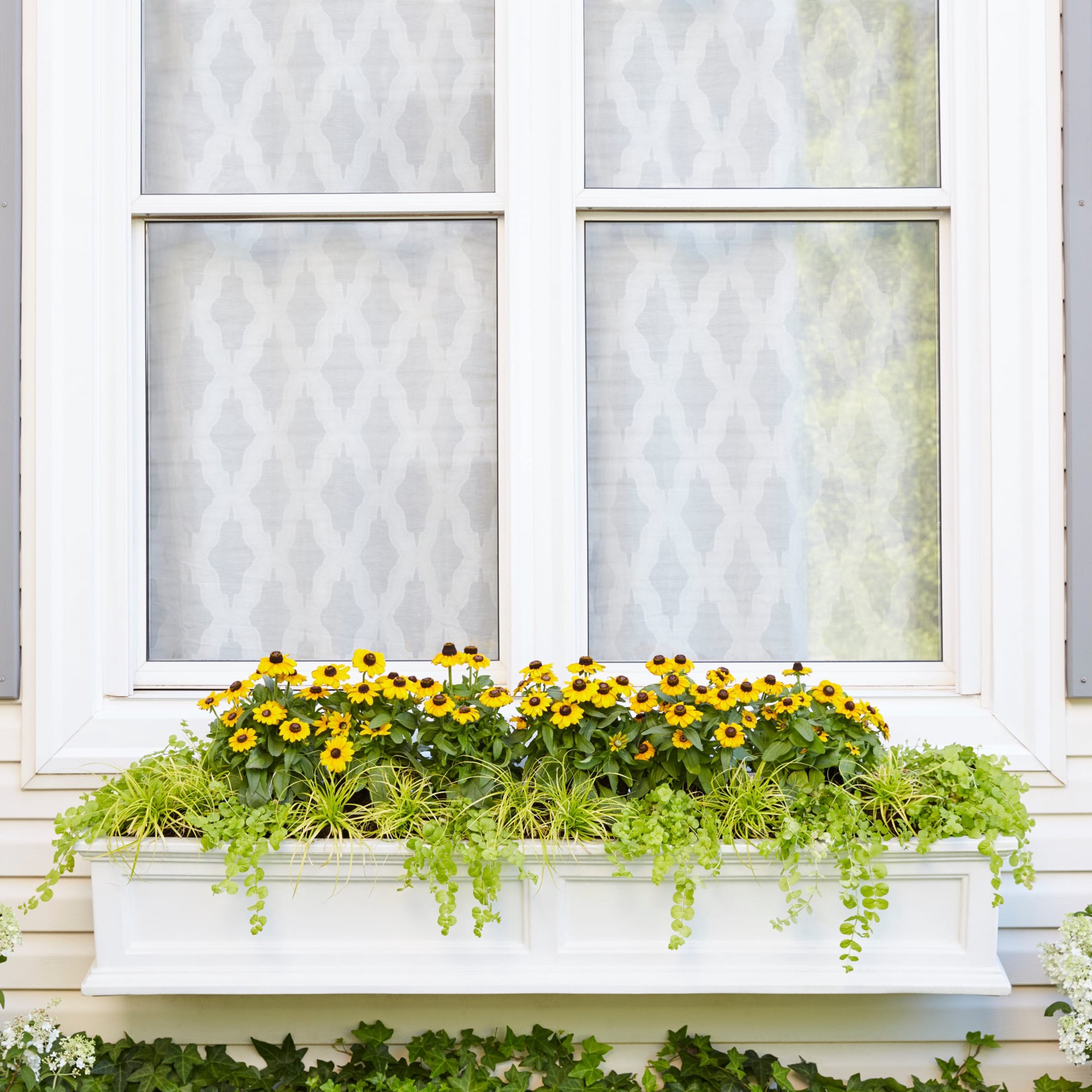 slide 4 of 4, Lowe's Lysmachia in 1 Pint Pot, 1 ct