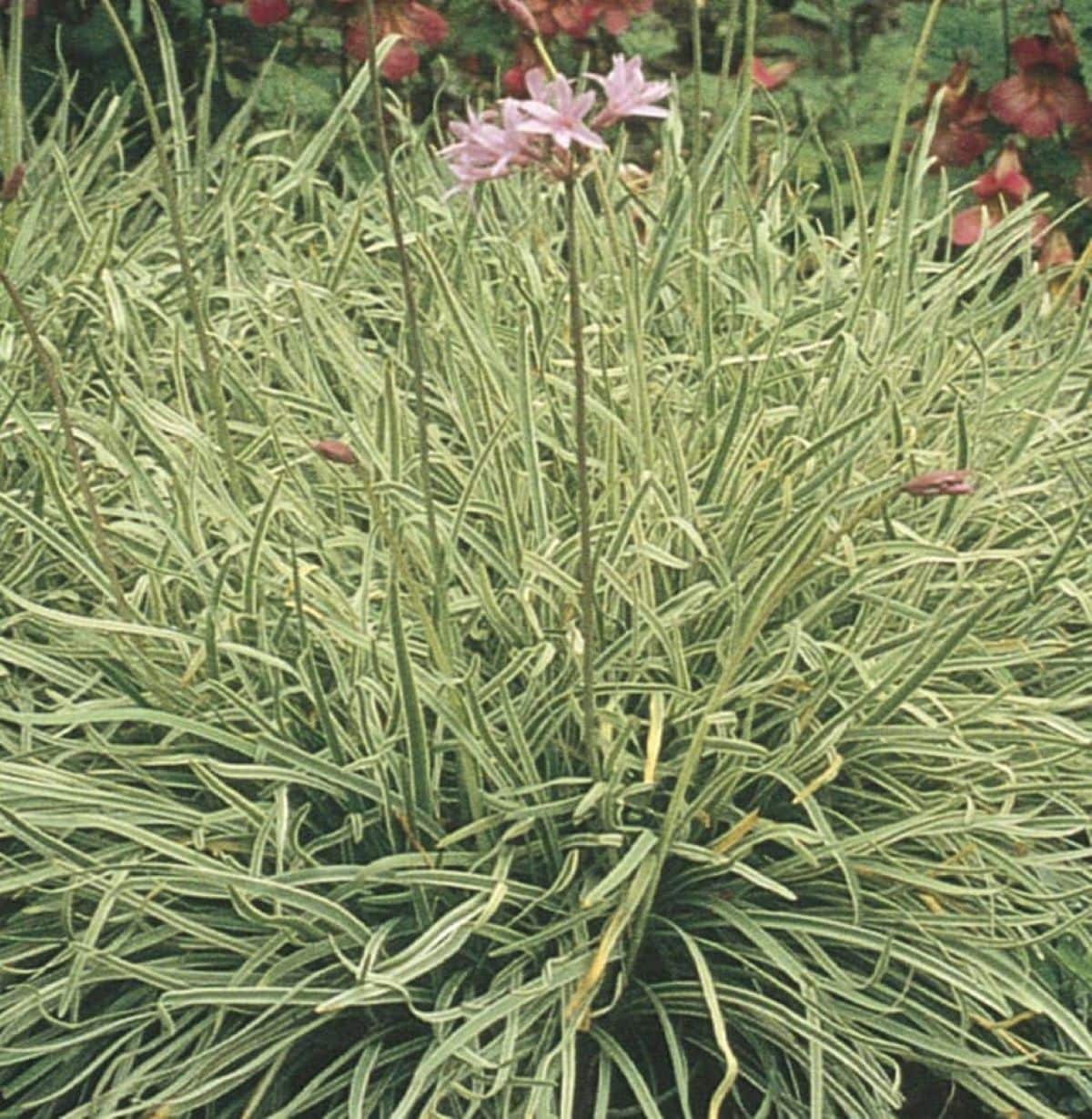 slide 2 of 4, Lowe's Pink Wild Garlic Plant in 2.5-Quart Pot, 1 ct