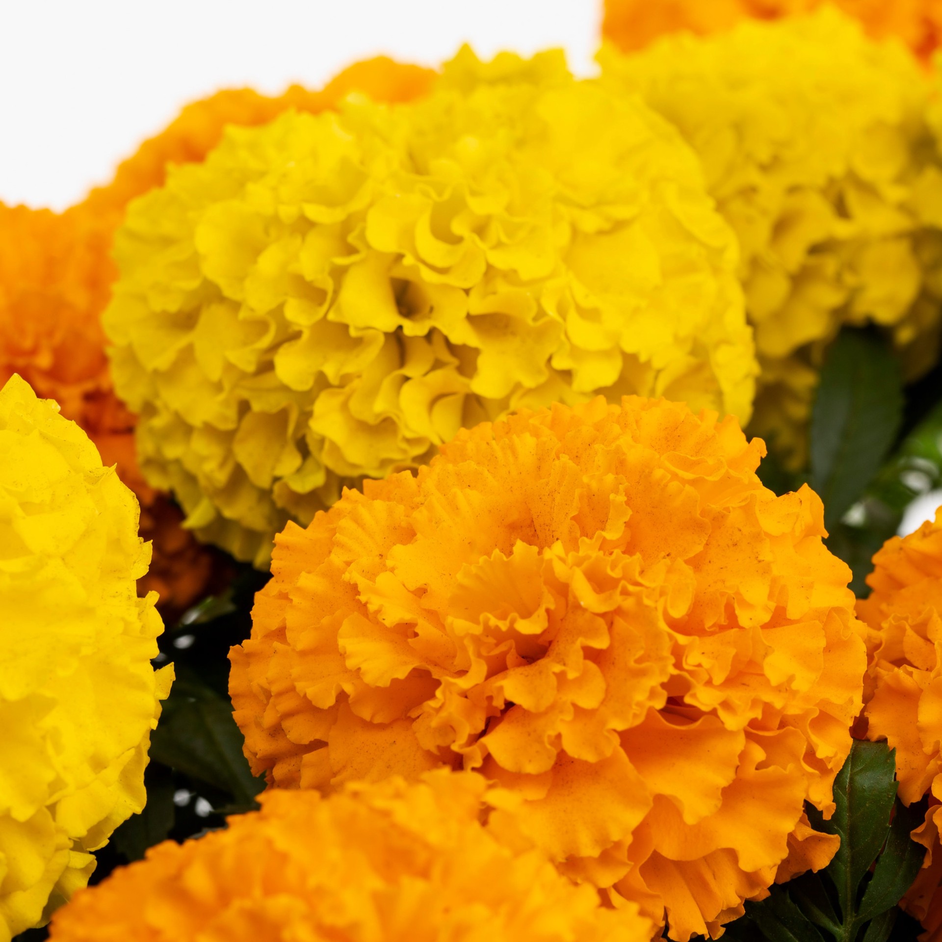 slide 2 of 4, Lowe's Multicolor Marigold in 1.75 Gallon(s) Planter 12 -Pack, 1 ct