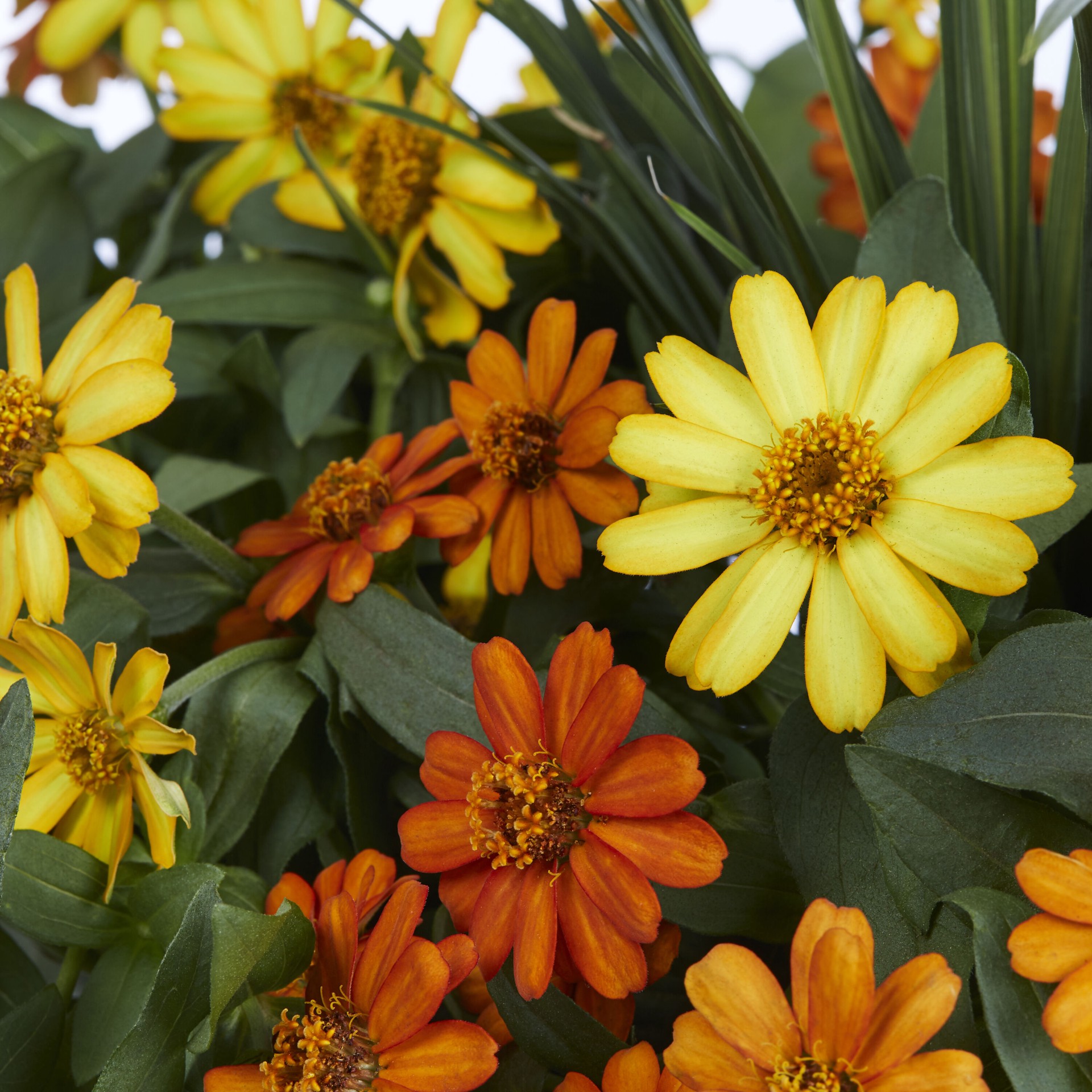 slide 2 of 2, Lowe's Zinnia in 2.5 Gallon(s), 1 ct