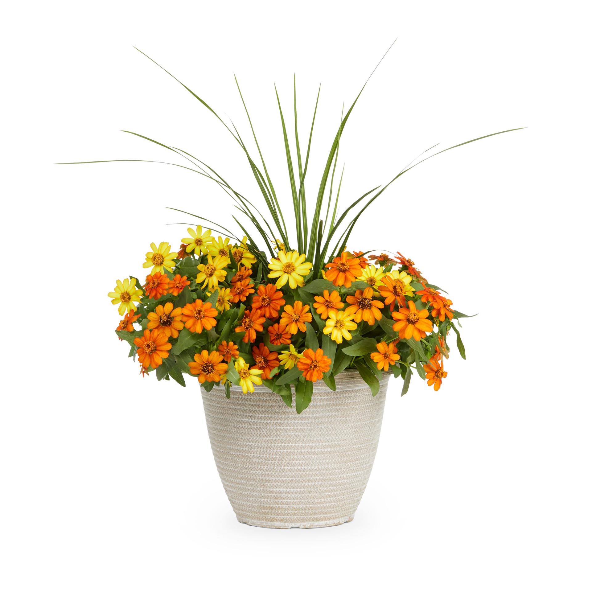 slide 1 of 2, Lowe's Zinnia in 2.5 Gallon(s), 1 ct