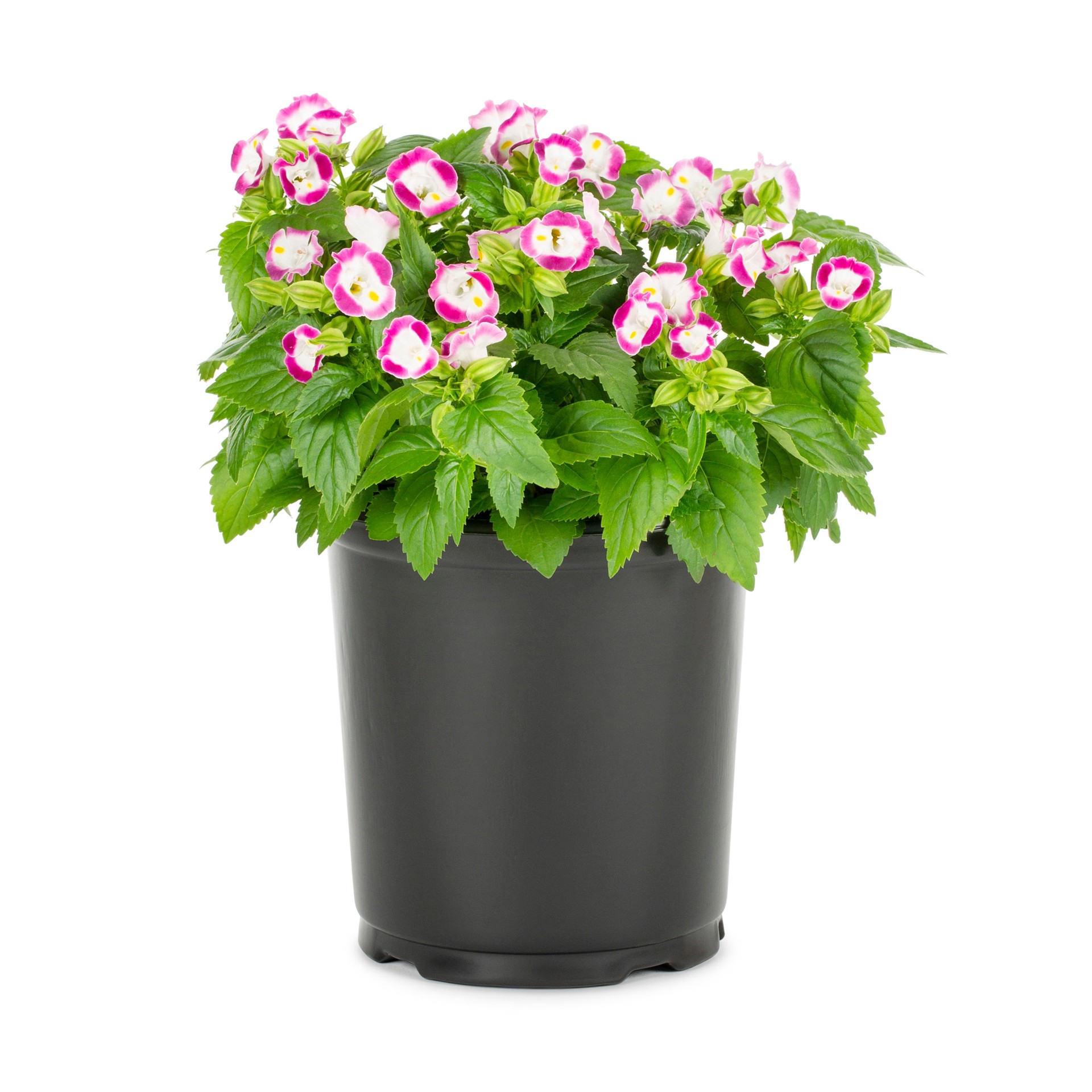 slide 1 of 1, Lowe's Multicolor Torenia in 2.5-Quart Pot, 1 ct