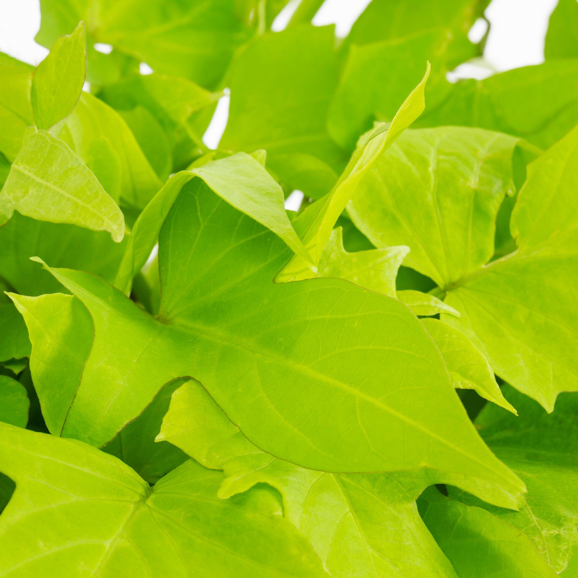 slide 2 of 2, Lowe's Ipomoea in 2.5-Quart, 1 ct