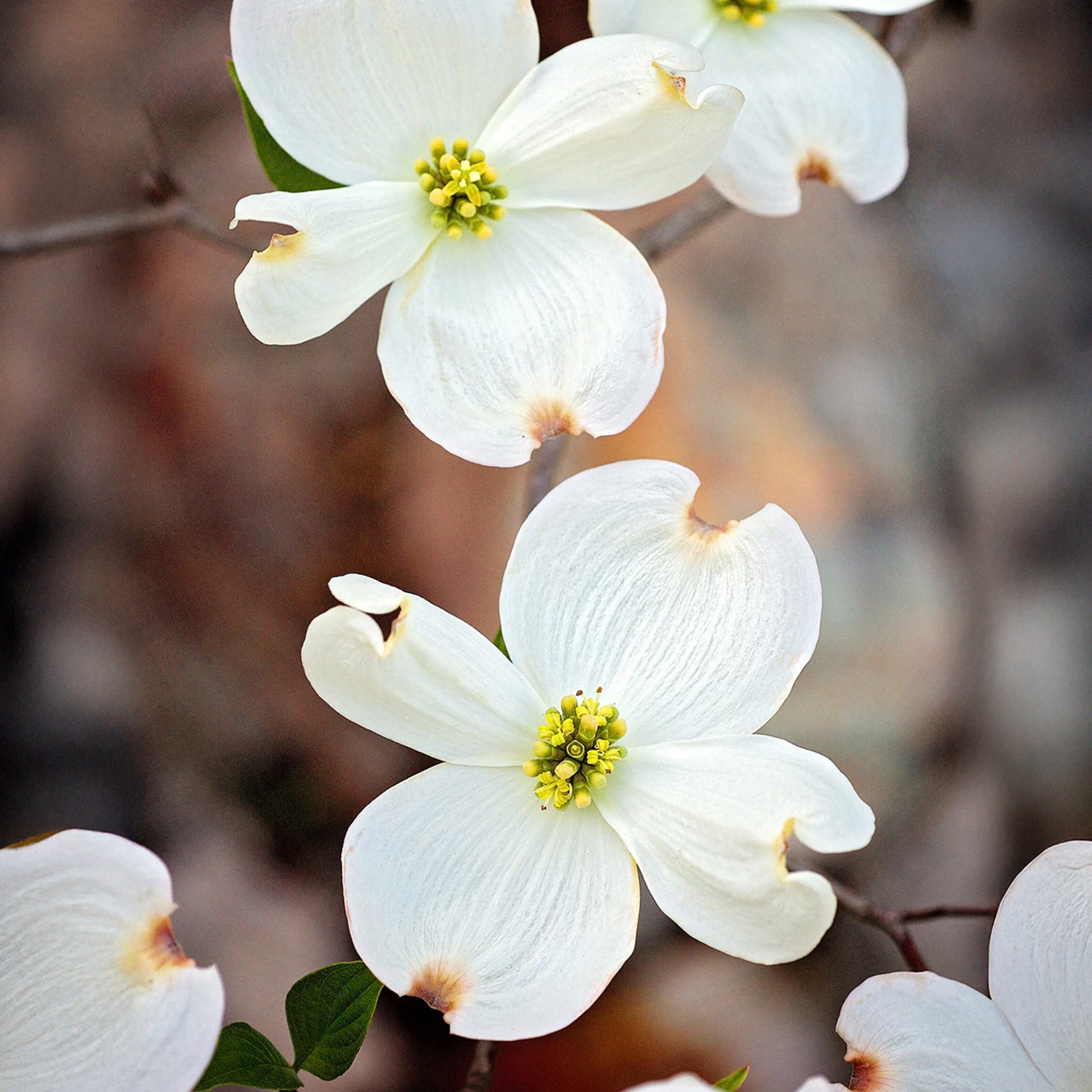 slide 2 of 4, Lowe's 6.08 -Gallon White Flowering Flowering Dogwood In pot (with soil), 1 ct