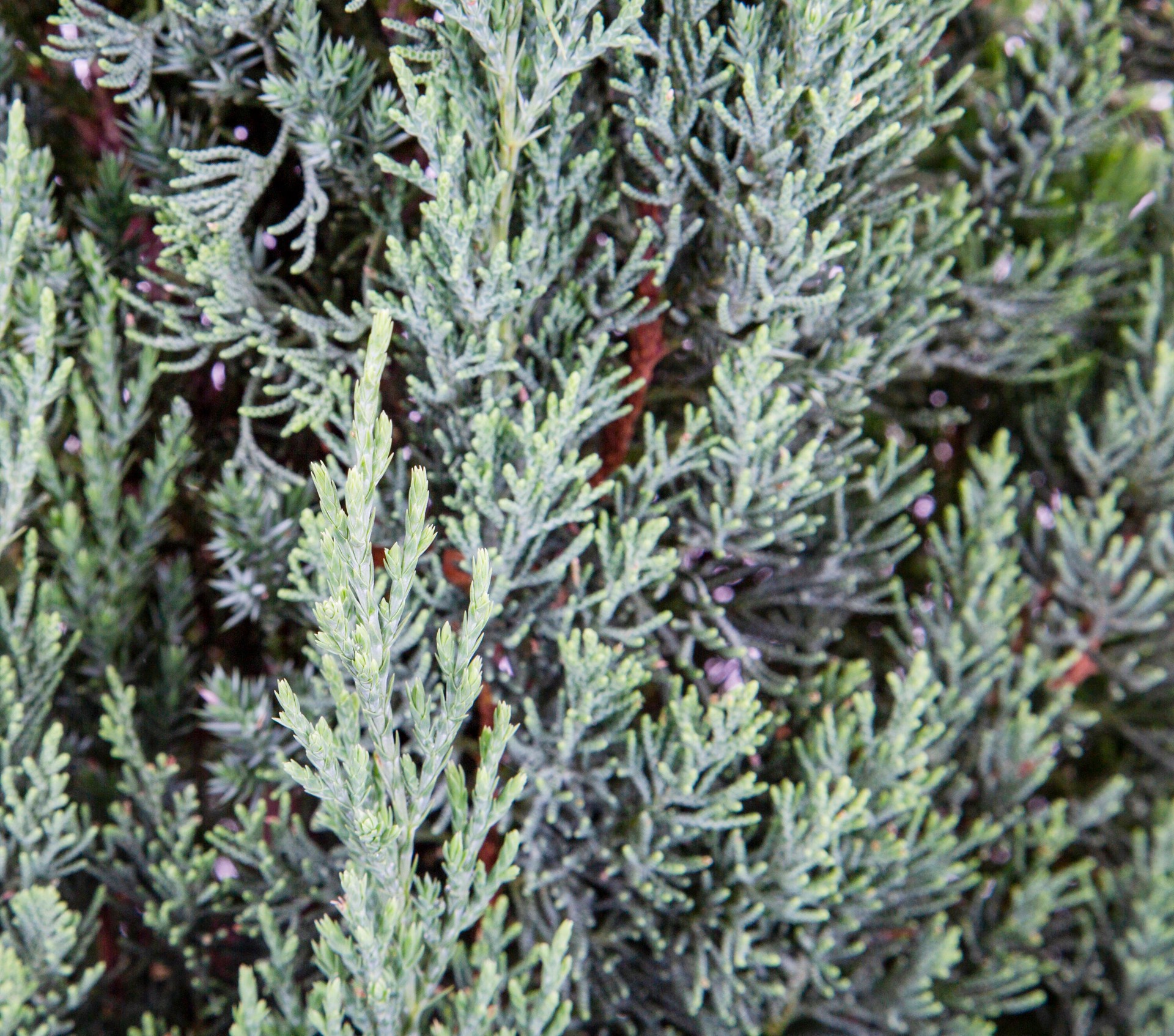 slide 2 of 4, Lowe's Blue Point Juniper Accent Shrub in 13.35 -Gallon Pot 1 -Pack, 1 ct