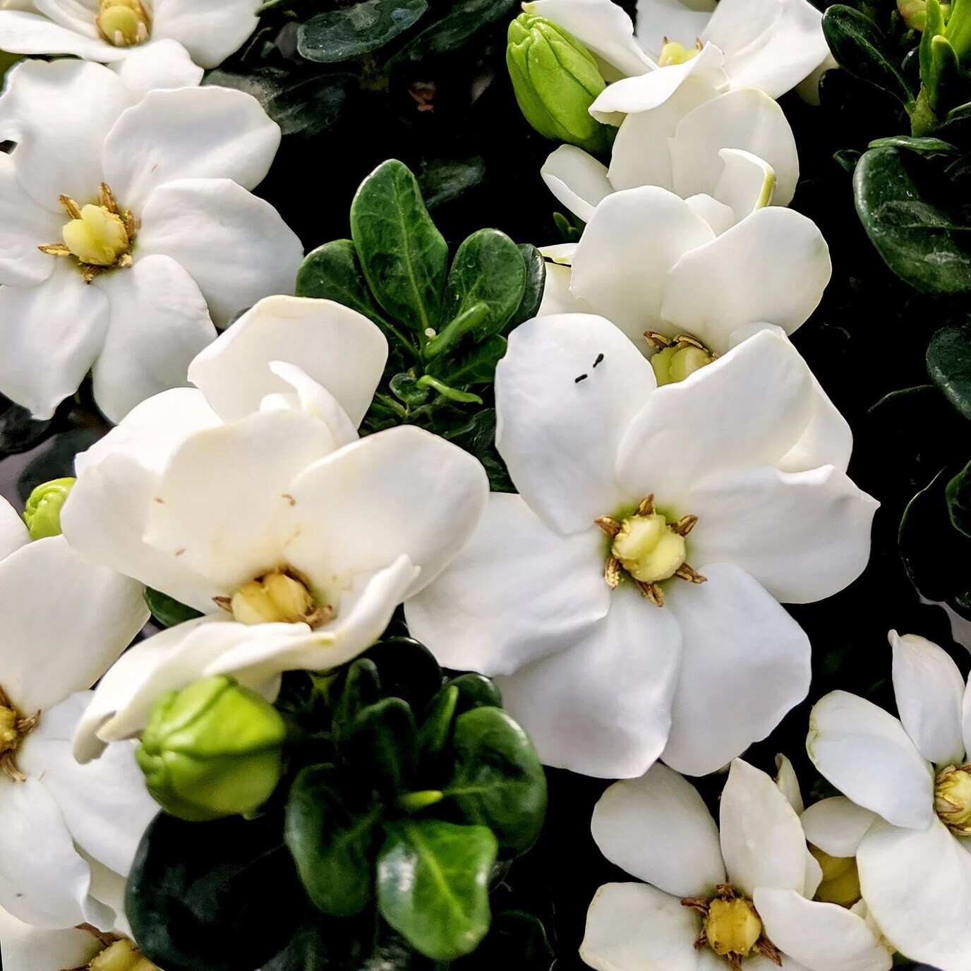 slide 2 of 4, Lowe's Gardenia Flowering Shrub in 3.38 -Gallon Pot 1 -Pack with White Blooms, 1 ct