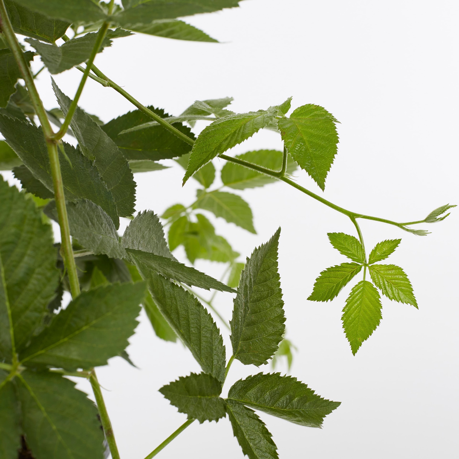 slide 2 of 2, Lowe's Blackberry Plant, 1 ct