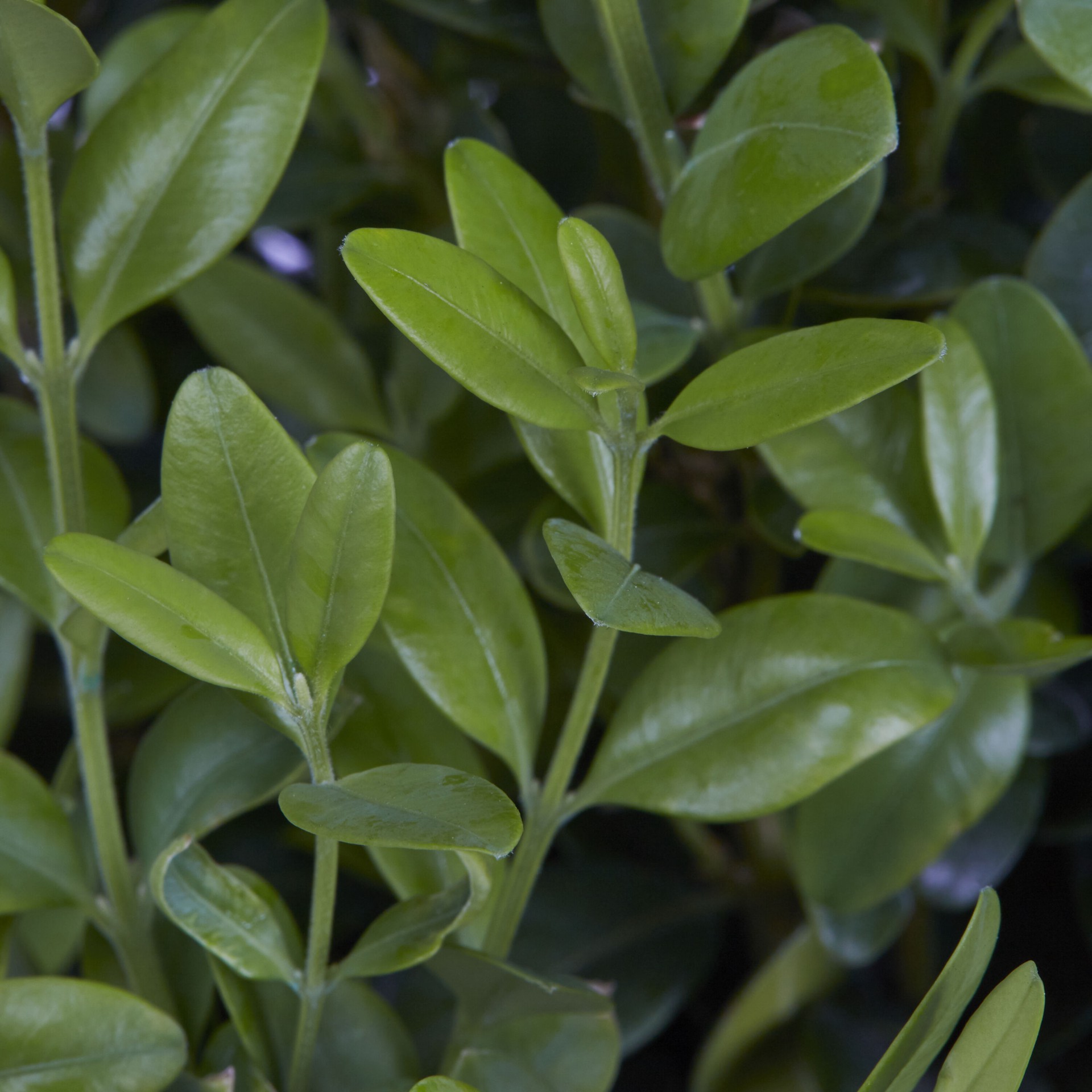 slide 2 of 4, Lowe's Green Velvet Boxwood Foundation/Hedge Shrub in 2.5 -Quart Pot 1 -Pack with Multicolor Blooms, 1 ct