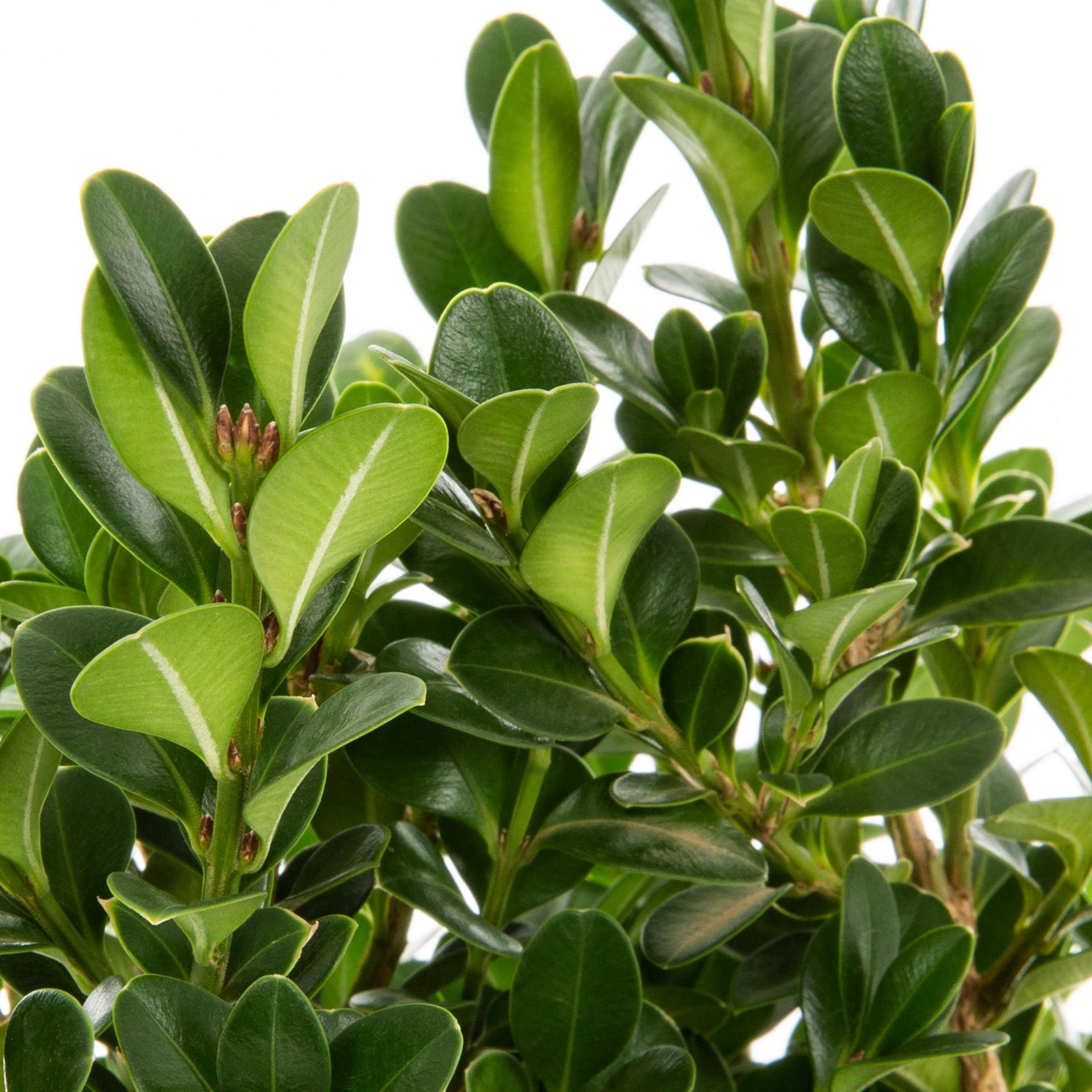 slide 2 of 2, Lowe's Green Beauty Boxwood Foundation/Hedge Shrub in 2.50 -Quart Pot 1 -Pack, 1 ct