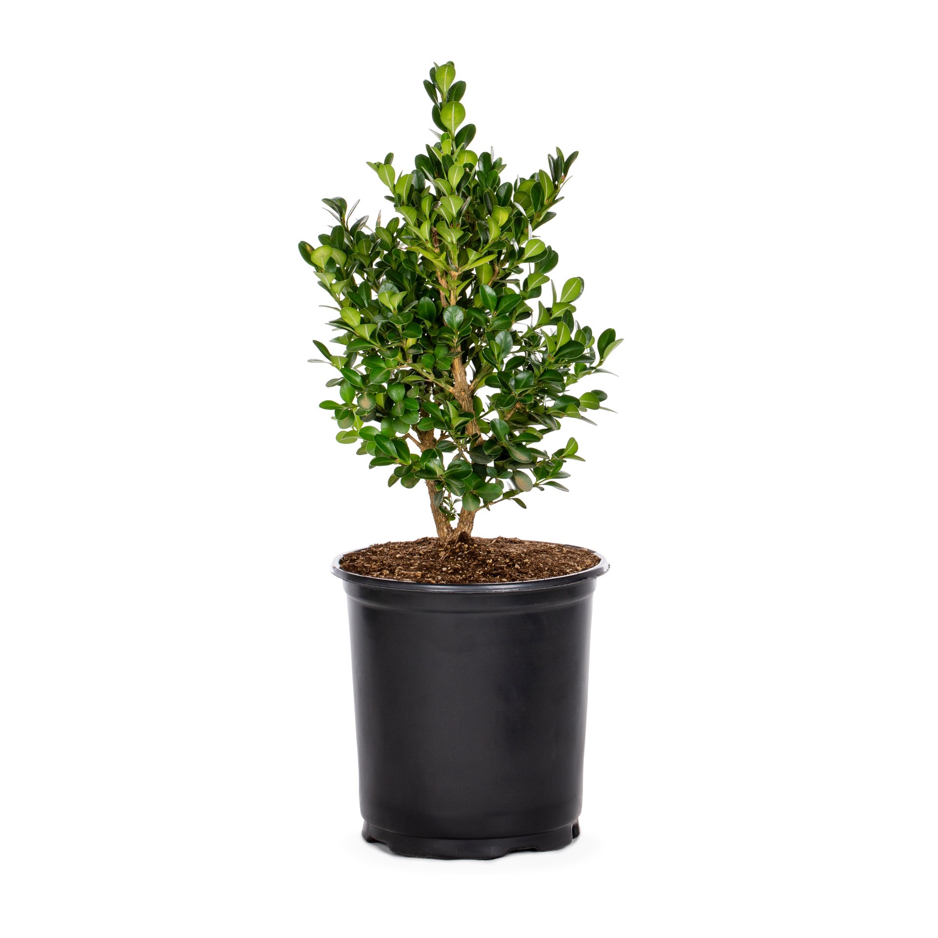 slide 1 of 2, Lowe's Green Beauty Boxwood Foundation/Hedge Shrub in 2.50 -Quart Pot 1 -Pack, 1 ct