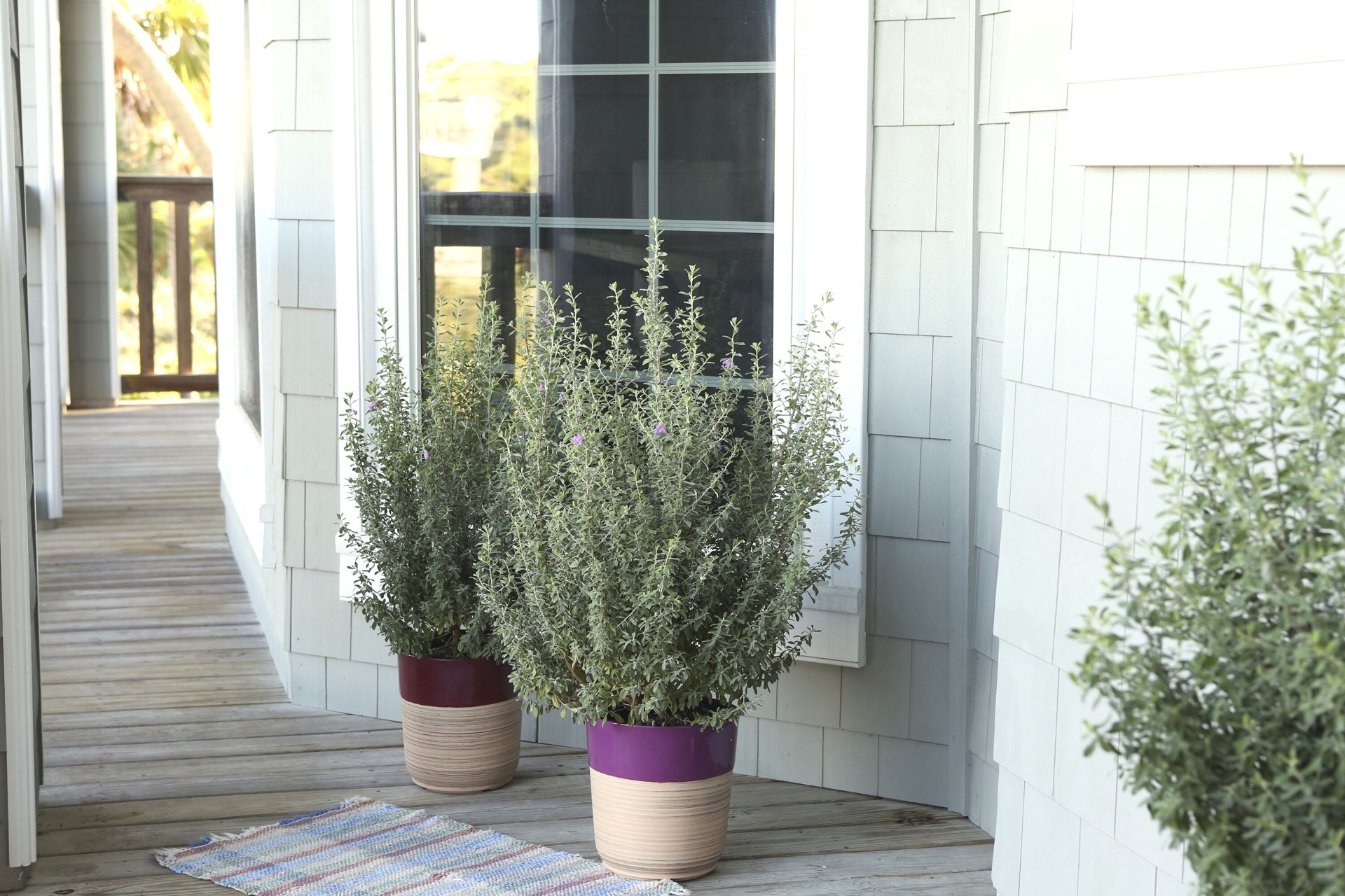 slide 2 of 4, Lowe's Texas Sage Flowering Shrub in 1.7 -Gallon Pot 1 -Pack with Purple Blooms, 1 ct