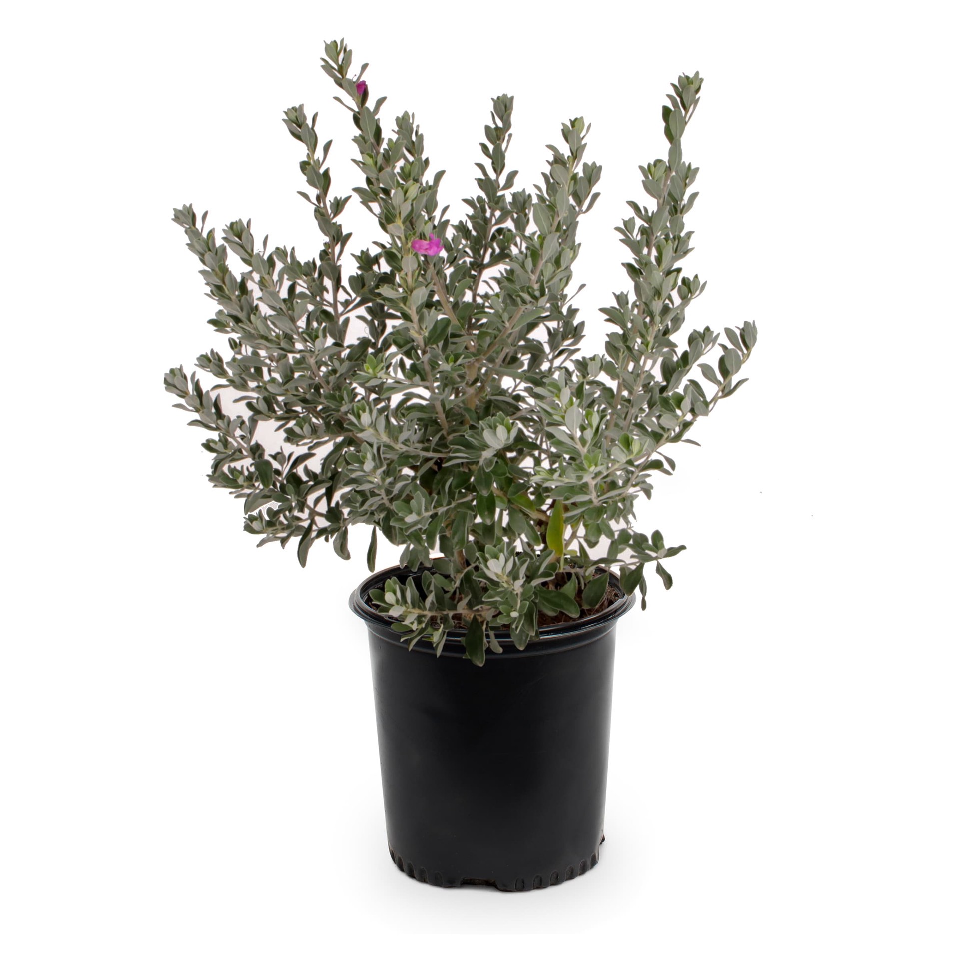 slide 1 of 4, Lowe's Texas Sage Flowering Shrub in 1.7 -Gallon Pot 1 -Pack with Purple Blooms, 1 ct