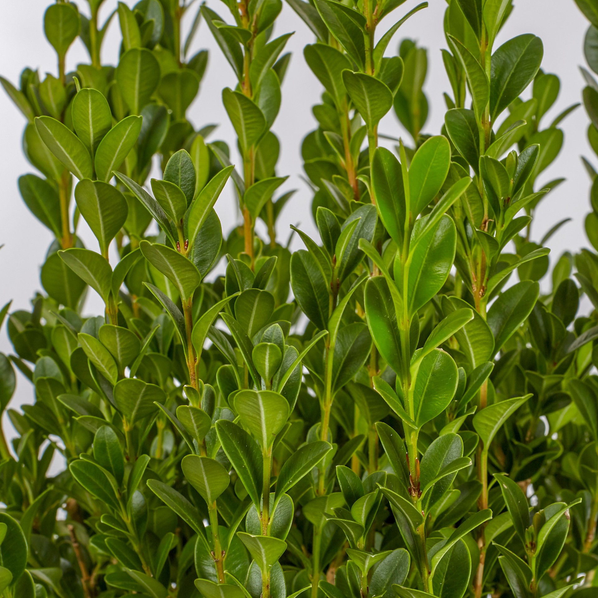 slide 2 of 2, Lowe's Boxwood Shrub in 2.25-Gallon (s), 1 ct