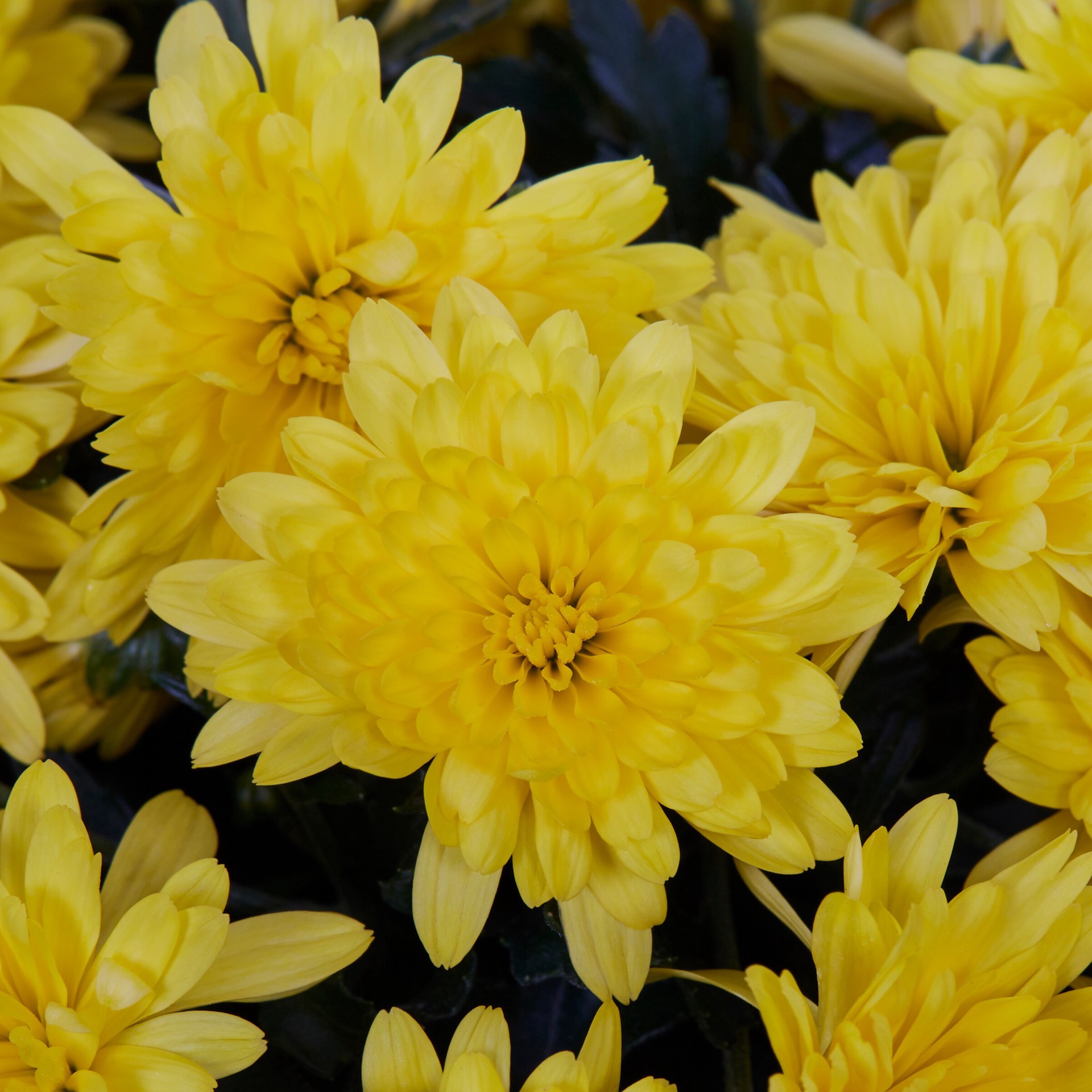 slide 2 of 4, Lowe's Yellow Mum in 2.5 Gallon(s) Planter 1 -Pack, 1 ct