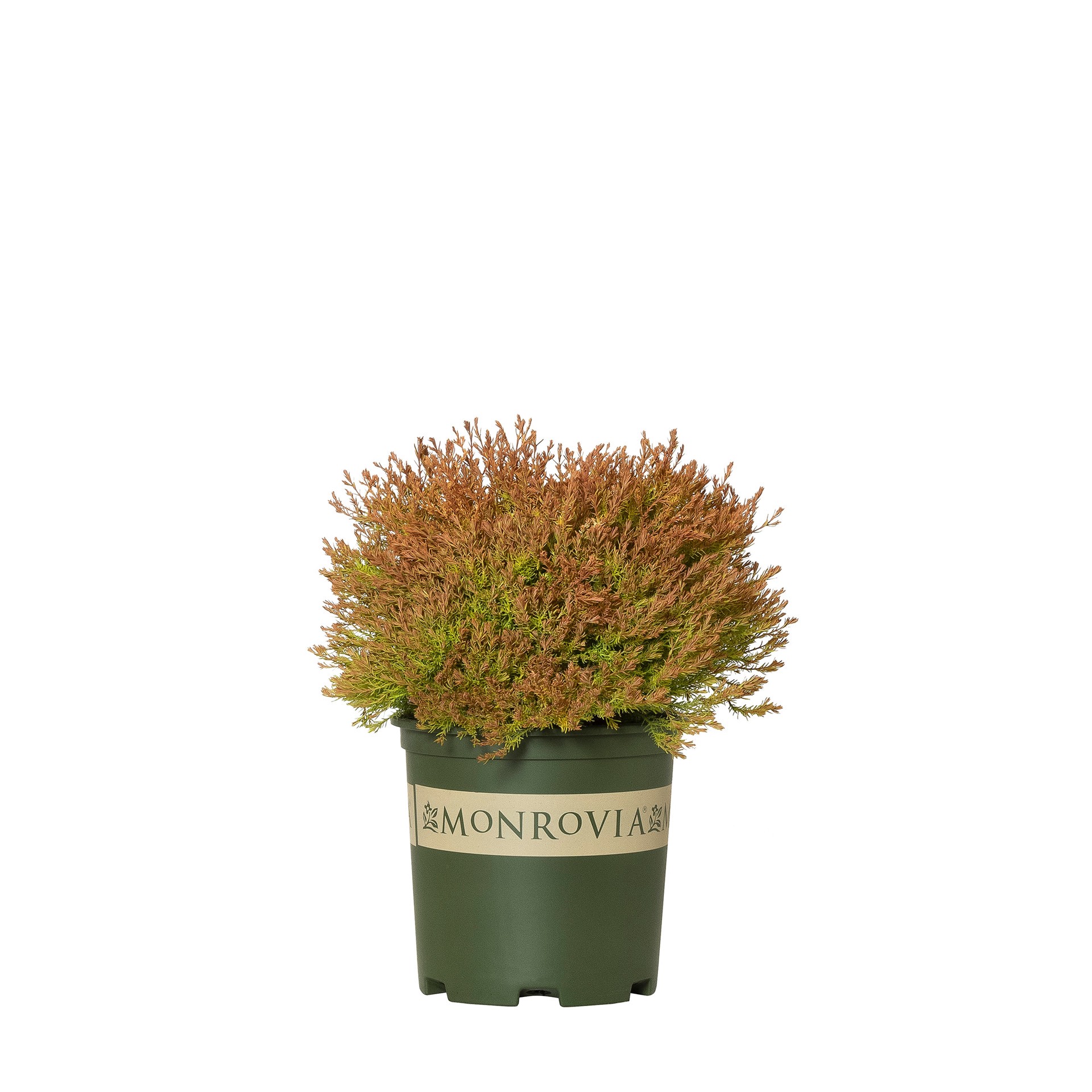 slide 1 of 4, Monrovia Fire Chief Arborvitae Foundation/Hedge Shrub in 1.73 -Gallon Pot 1 -Pack, 1 ct