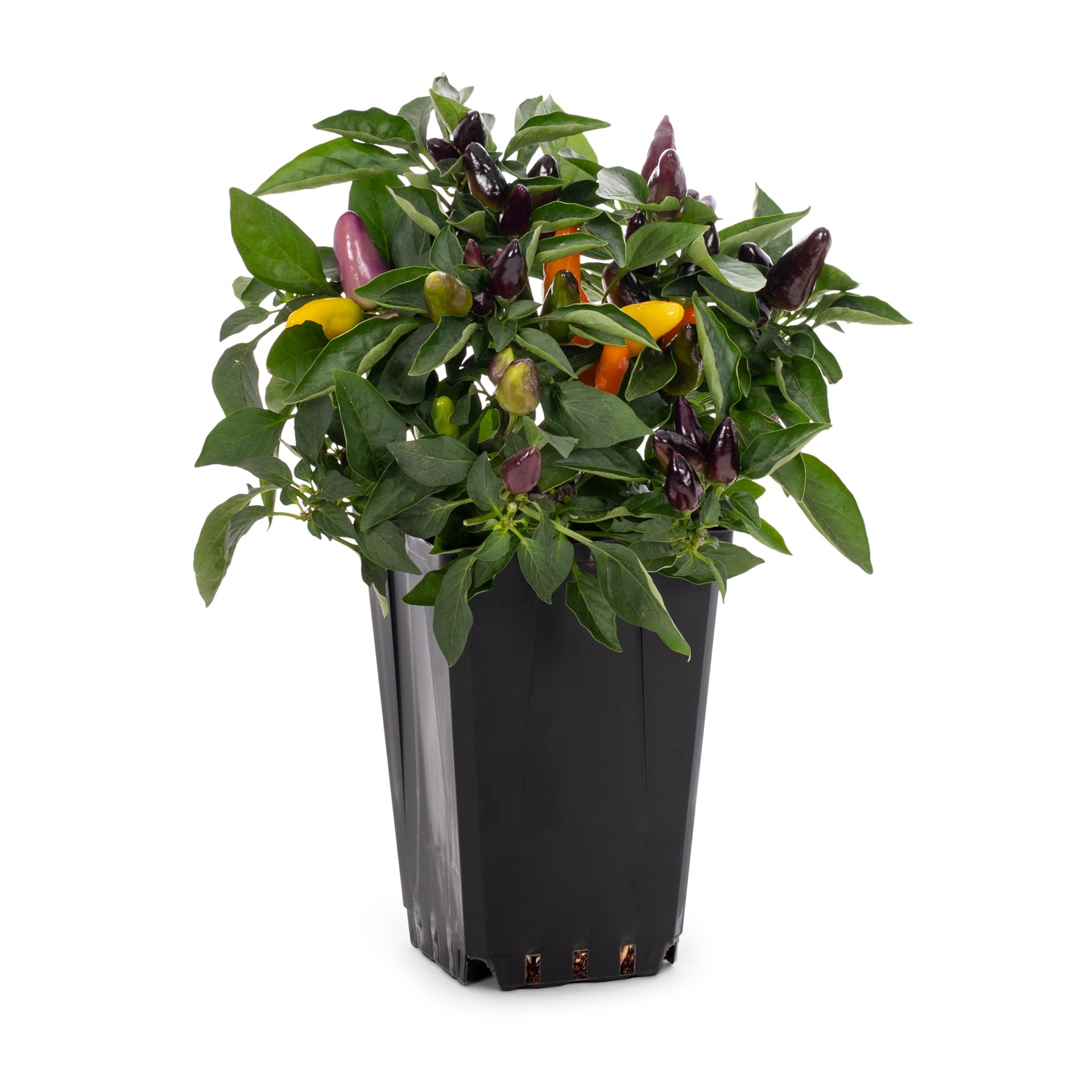 slide 1 of 4, Lowe's White Ornamental Pepper in 1.5 Pint Planter 1 -Pack, 1 ct