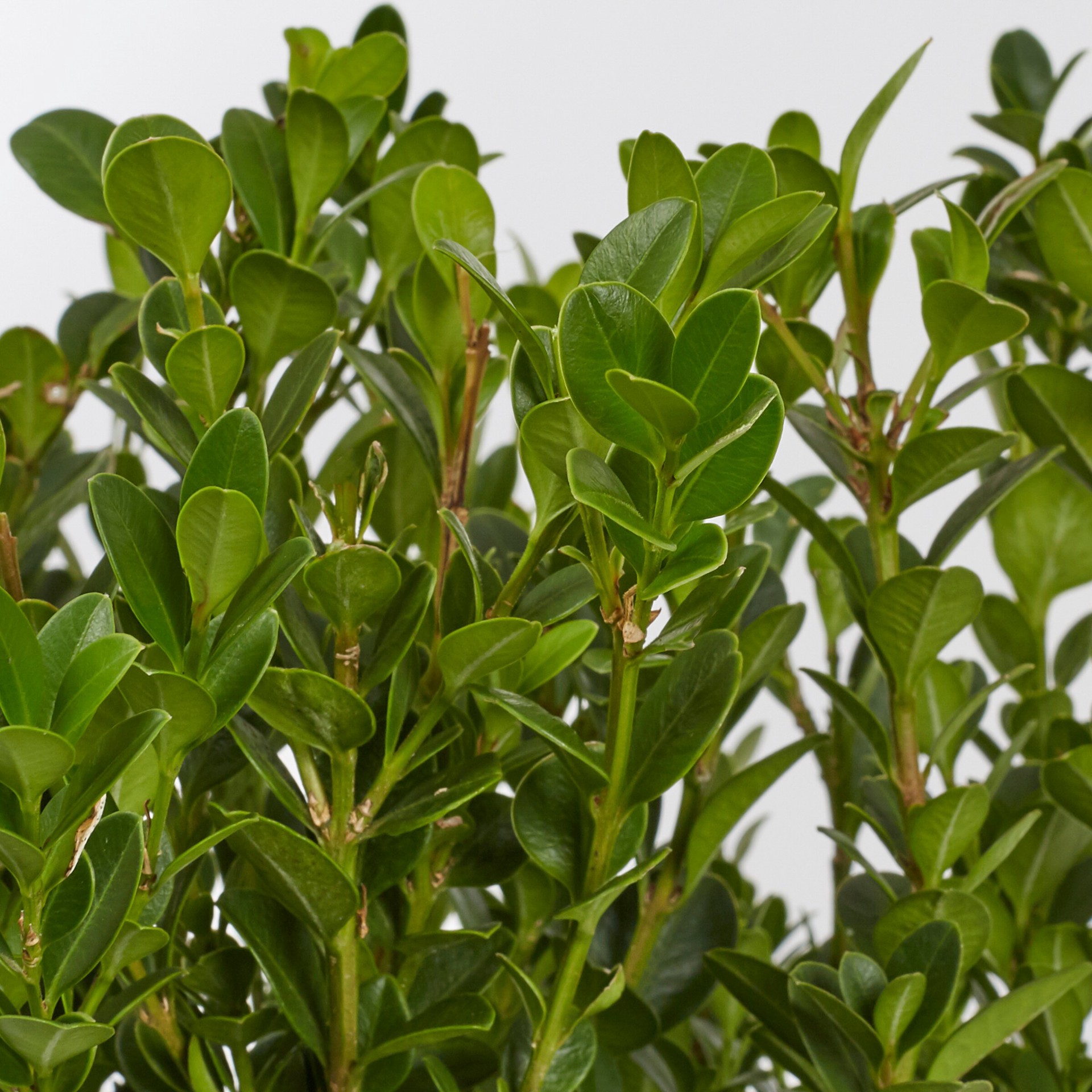 slide 2 of 2, Lowe's Boxwood Shrub in 2.5 -Quart, 1 ct