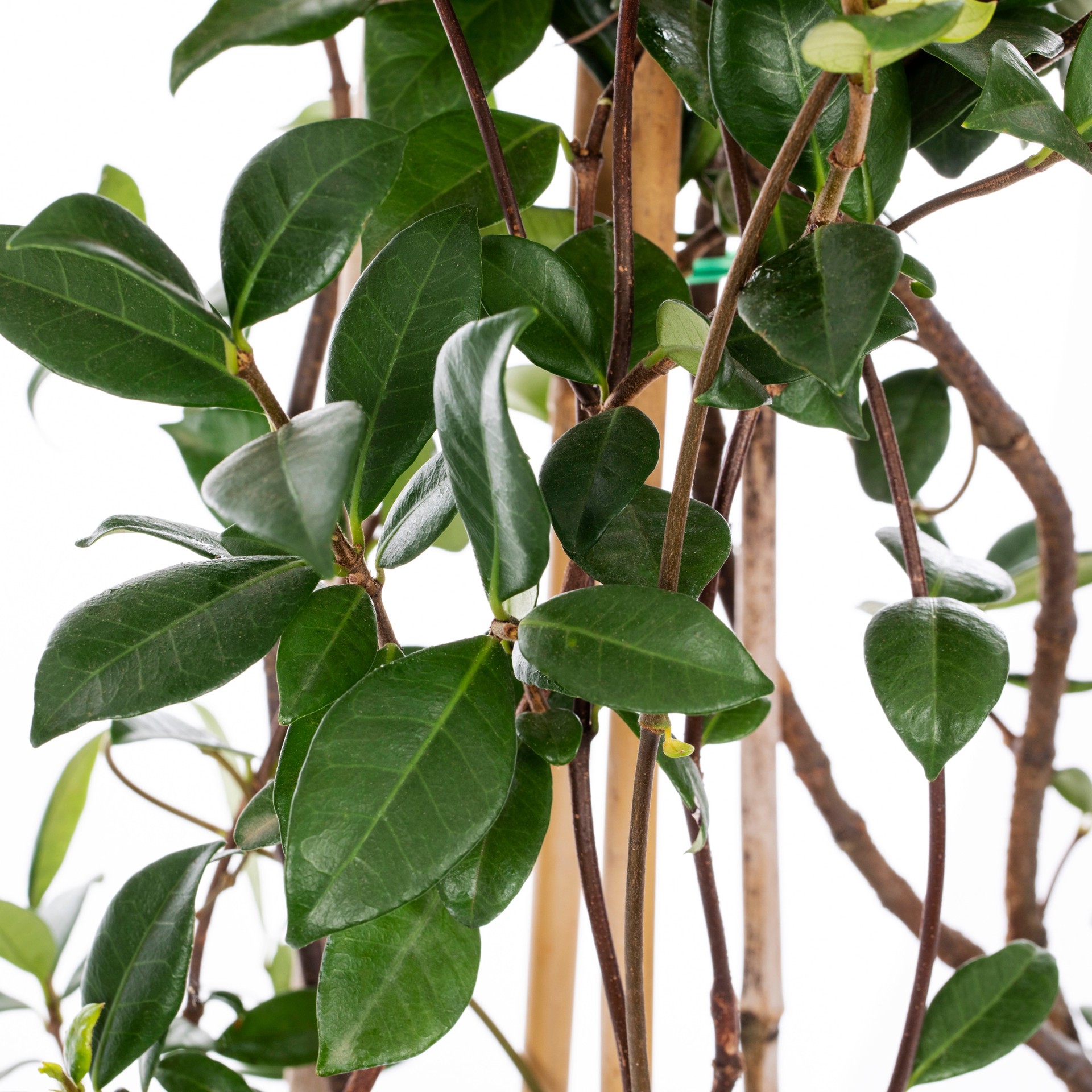 slide 2 of 4, Lowe's Jasmine Star Flowering Shrub in 3.58 -Gallon Pot 1 -Pack with White Blooms, 1 ct