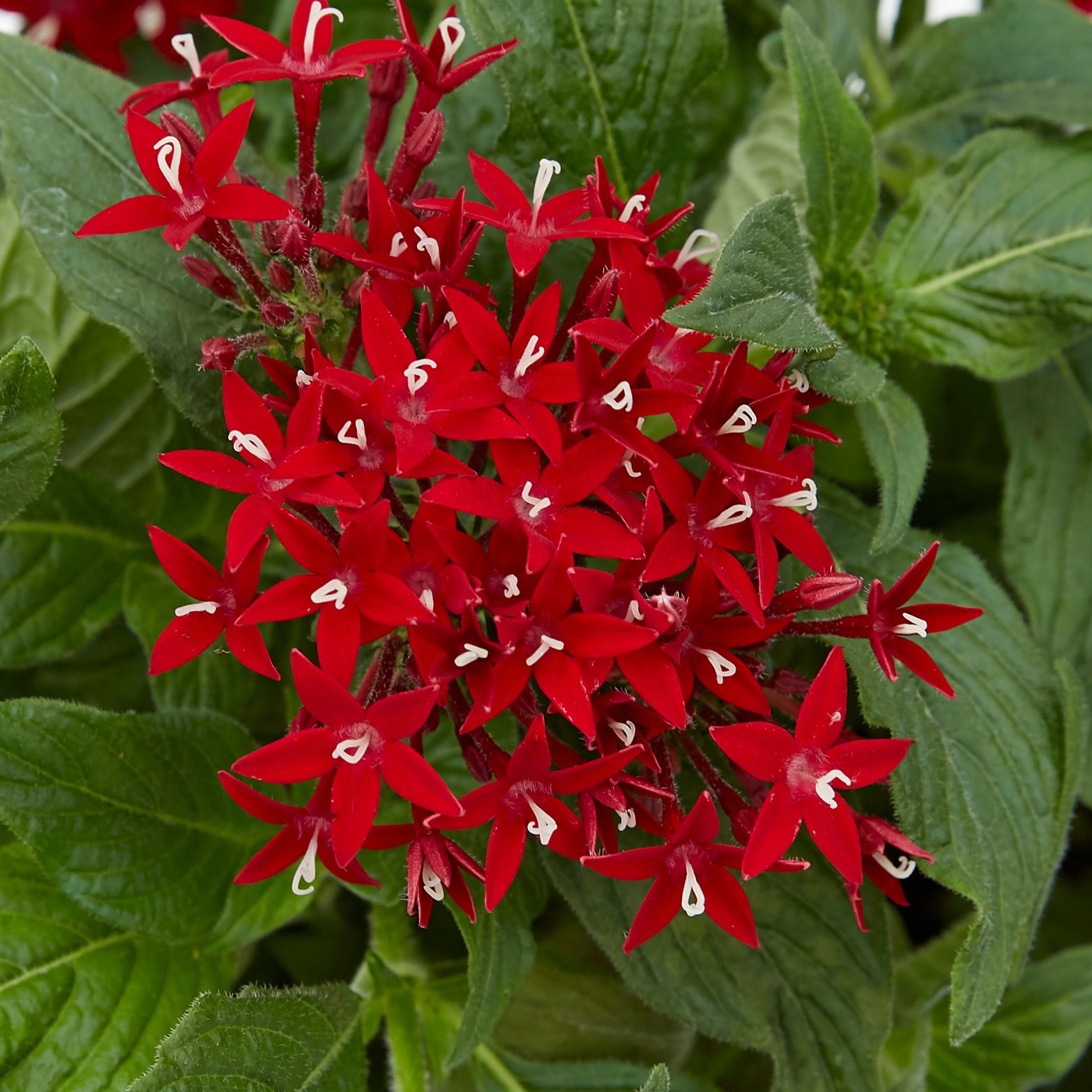 slide 2 of 2, Lowe's Pentas in 1.5-Gallon, 1 ct