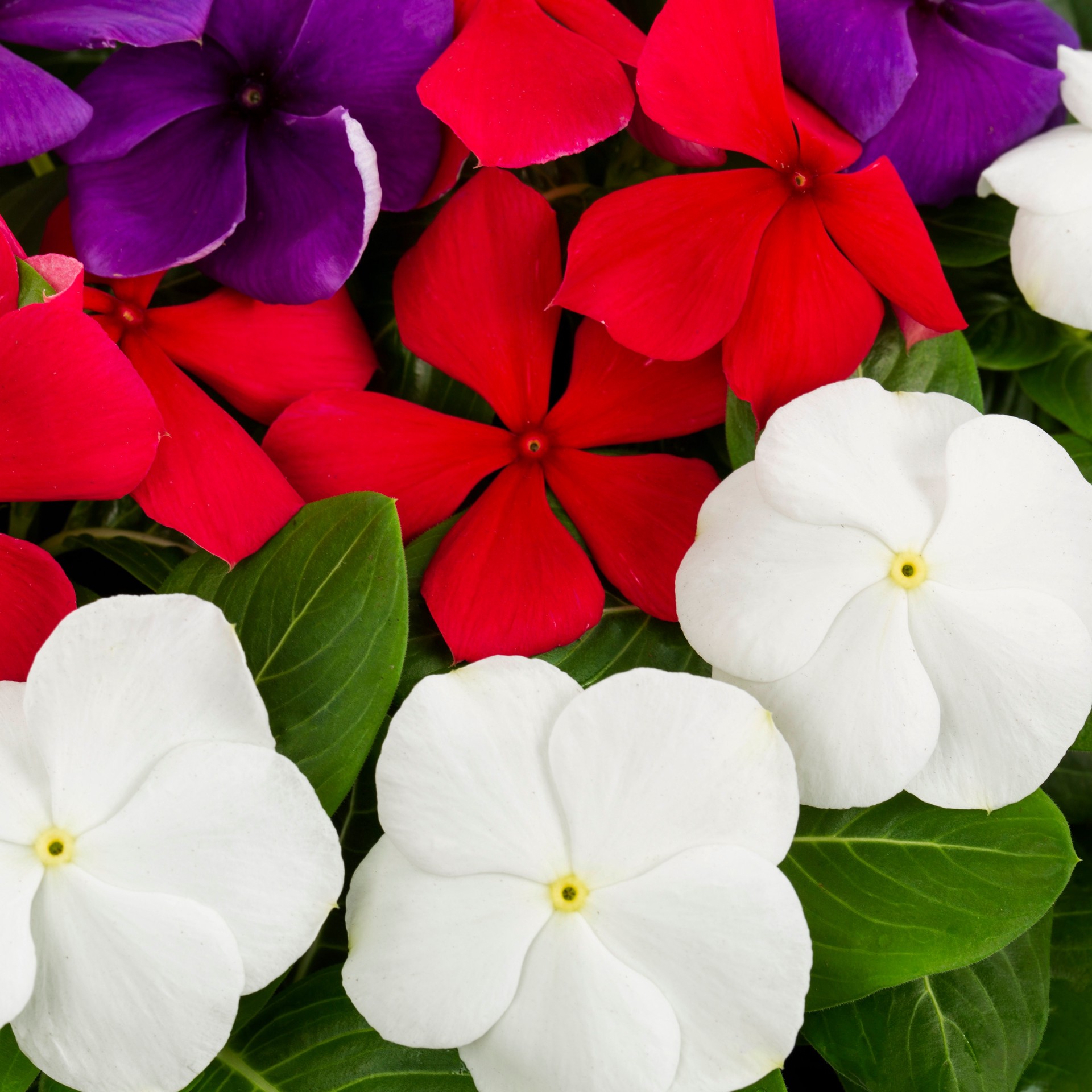 slide 2 of 2, Lowe's Multicolor Vinca in 1.5-Gallons Hanging Basket, 1 ct