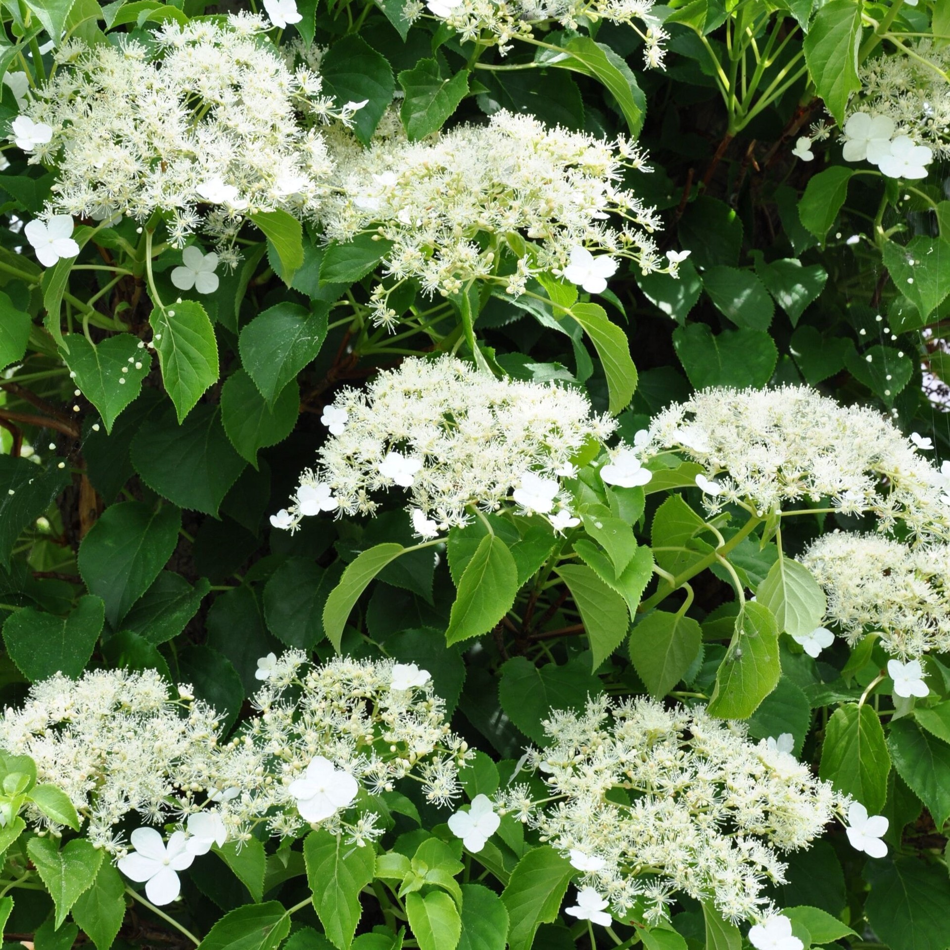 slide 2 of 4, Lowe's 1.5 -Gallon Pot Climbing Hydrangea, 1 ct