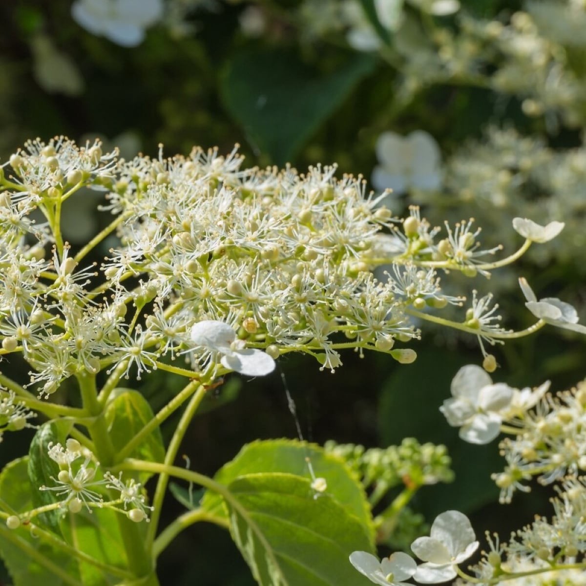 slide 3 of 4, Lowe's 1.5 -Gallon Pot Climbing Hydrangea, 1 ct