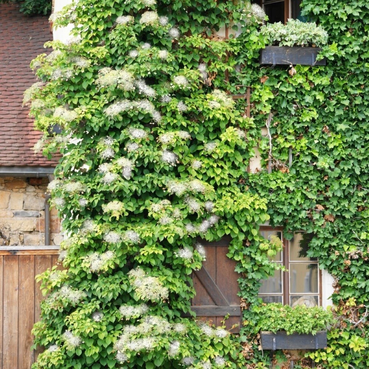 slide 4 of 4, Lowe's 1.5 -Gallon Pot Climbing Hydrangea, 1 ct