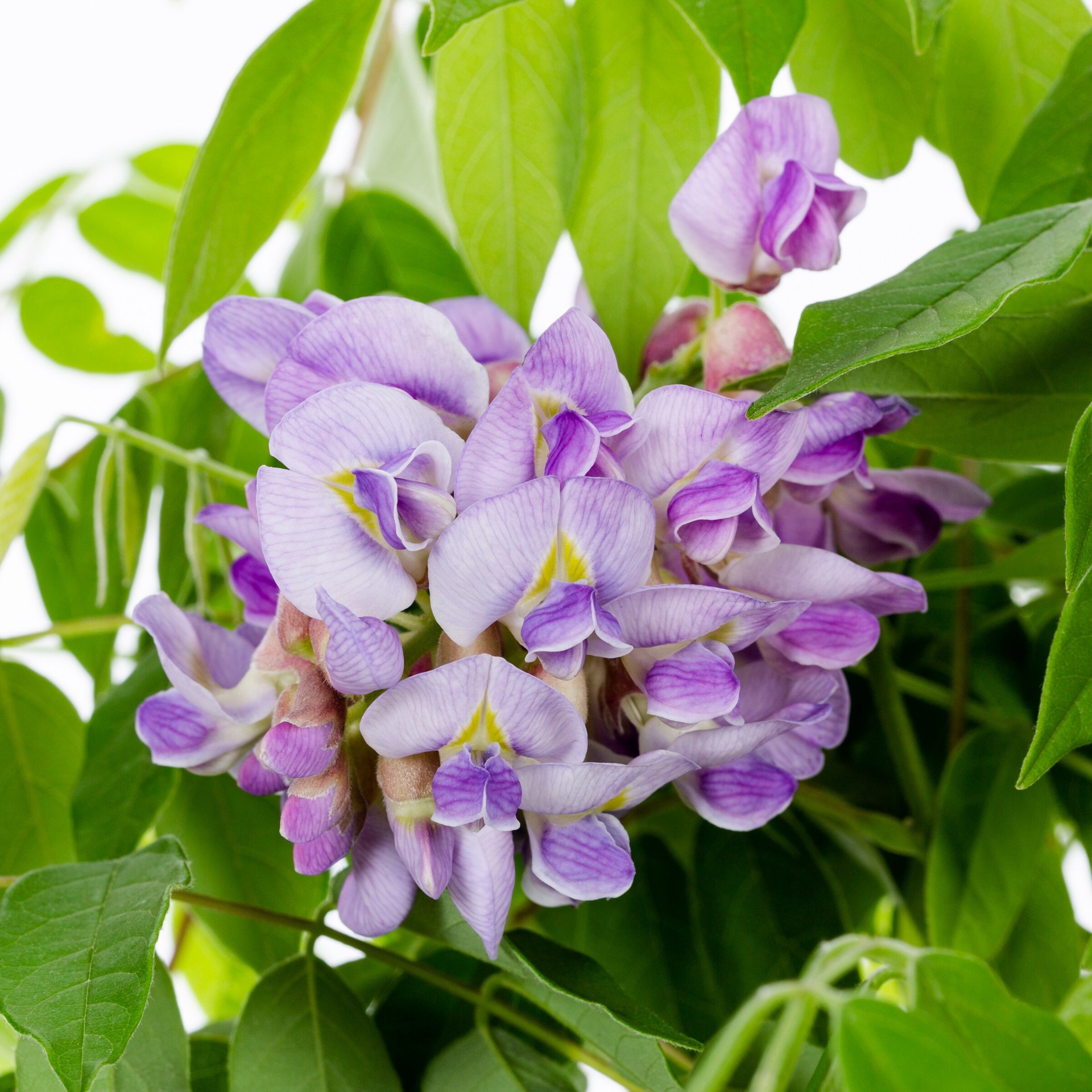 slide 2 of 2, Lowe's Wisteria Shrub in 1.5 -Gallon Pot with Violet Blooms, 1 ct
