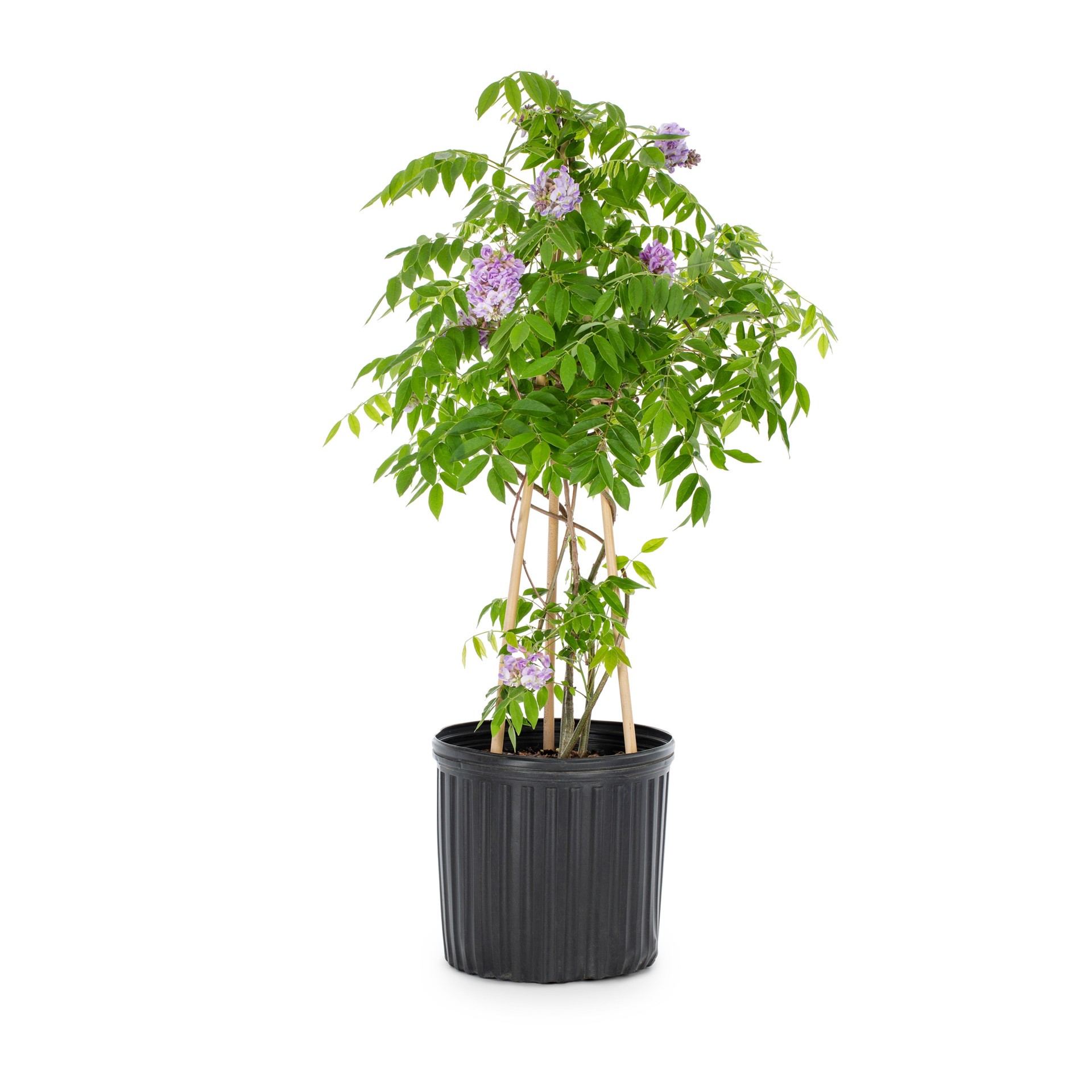 slide 1 of 2, Lowe's Wisteria Shrub in 1.5 -Gallon Pot with Violet Blooms, 1 ct