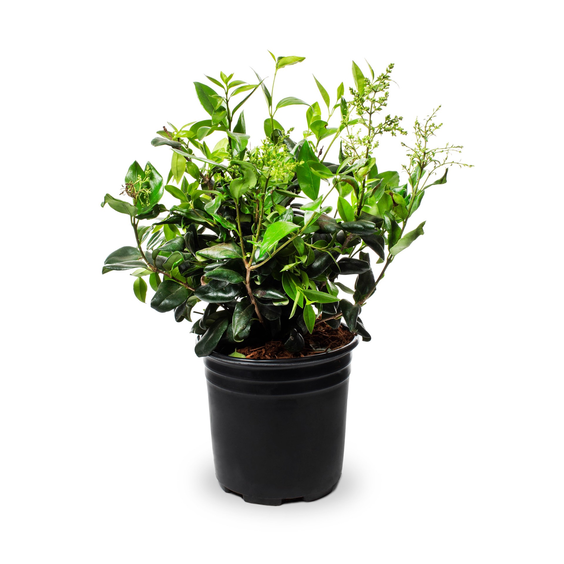 slide 1 of 2, Lowe's Wax Leaf Privet Shrub in 2.5 -Quart, 1 ct