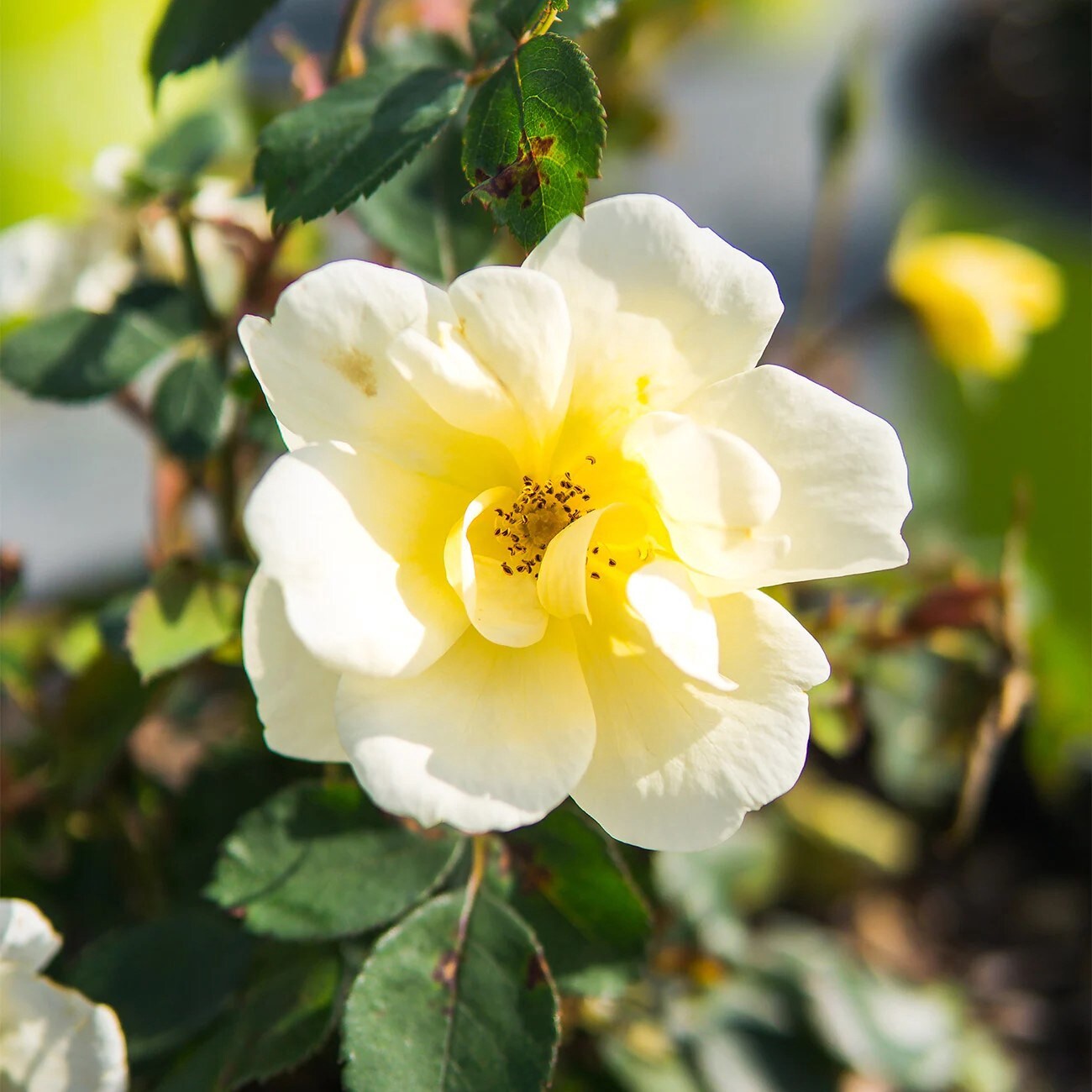 slide 2 of 3, Lowe's Yellow Popcorn Yellow Drift Rose 2 -Gallon, 1 ct