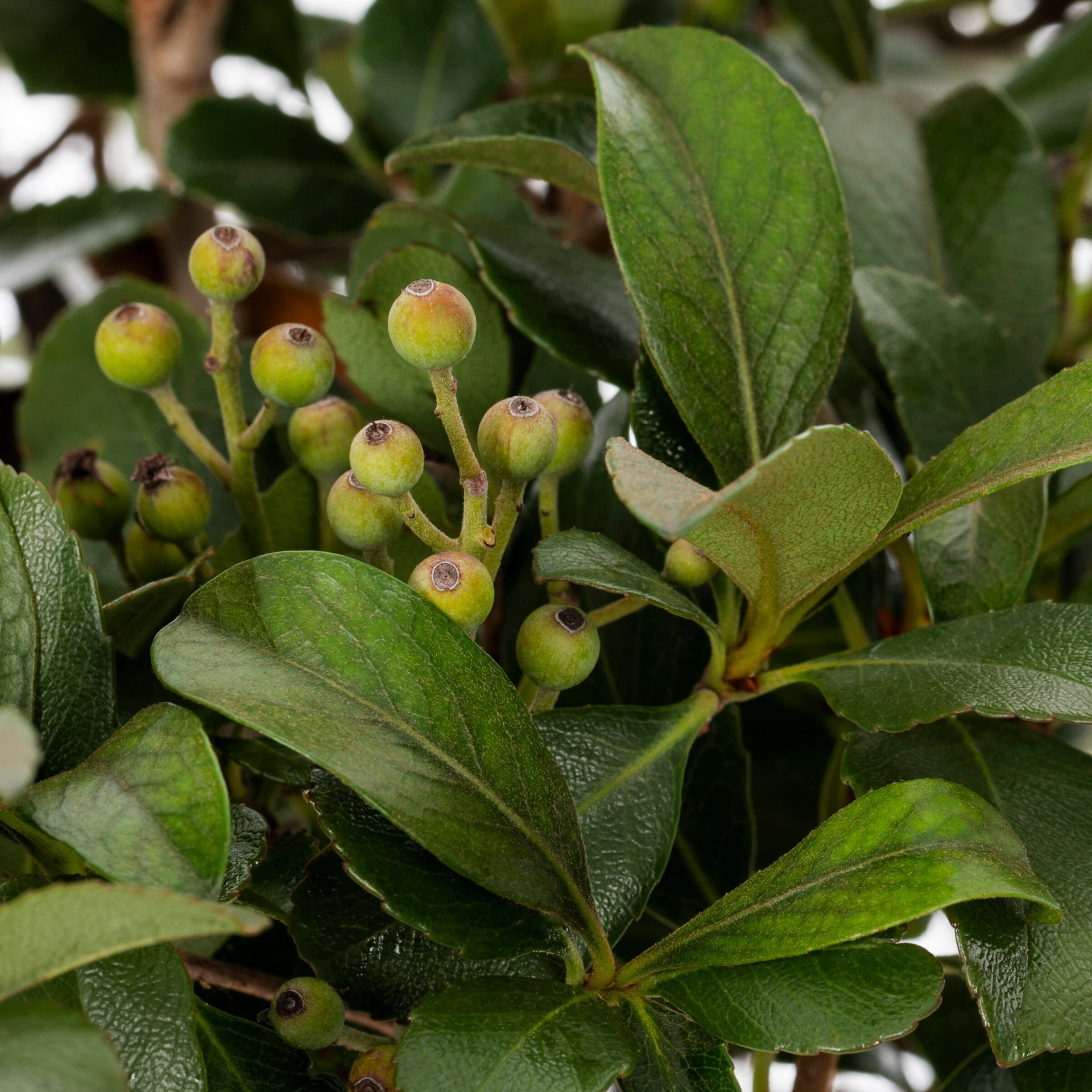 slide 2 of 4, Lowe's Burning Bush Foundation/Hedge Shrub in 9.16 -Gallon Pot 1 -Pack with Yellow Blooms, 1 ct