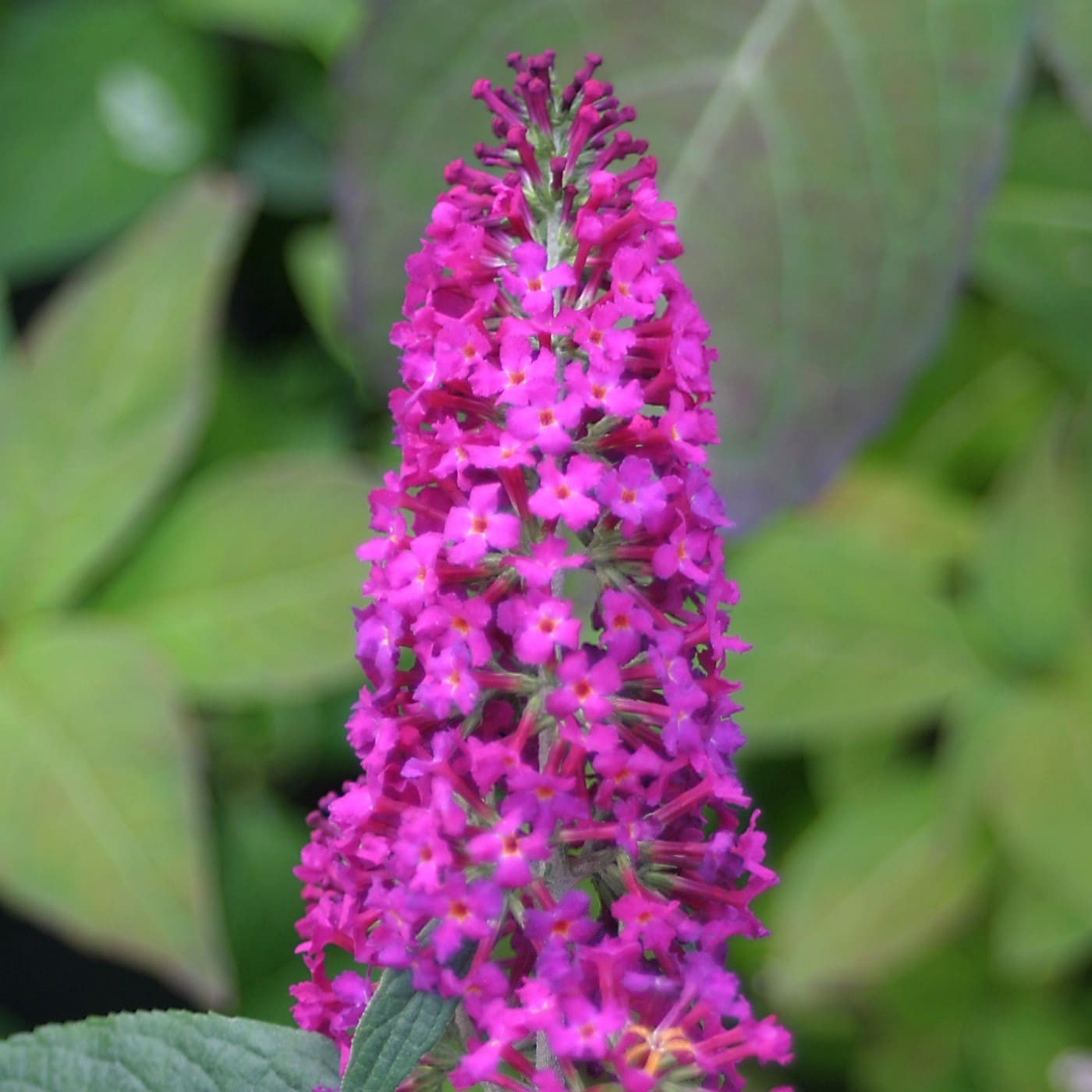 slide 2 of 4, Lowe's Miss Ruby Butterfly Bush Flowering Shrub in 2 -Gallon Pot 1 -Pack with Red Blooms, 1 ct