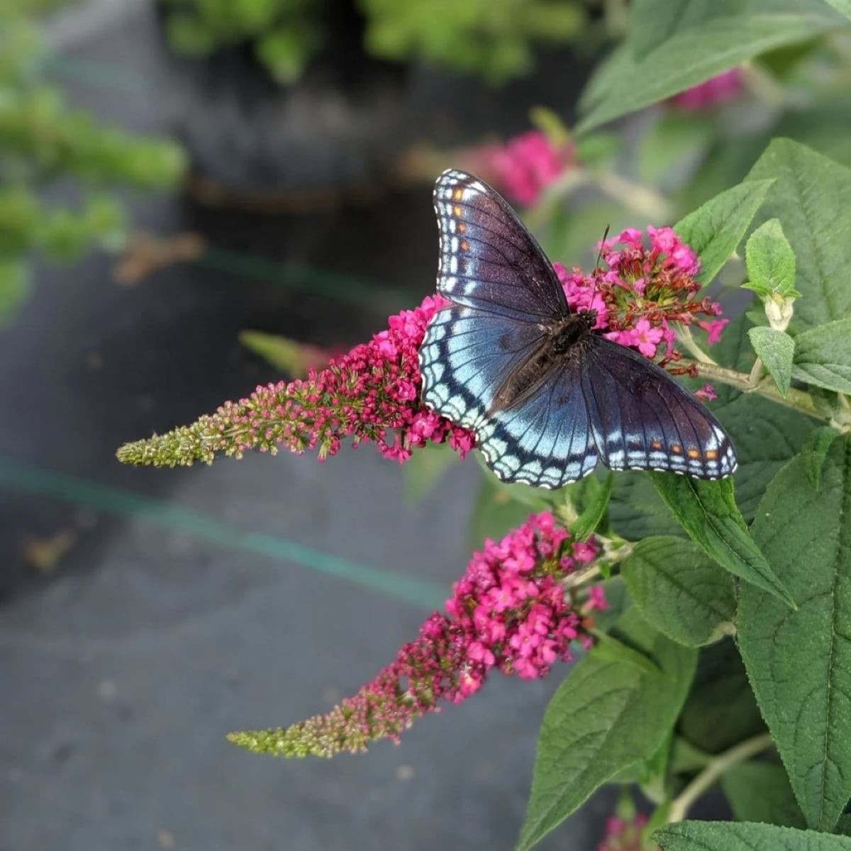 slide 4 of 4, Lowe's Miss Ruby Butterfly Bush Flowering Shrub in 2 -Gallon Pot 1 -Pack with Red Blooms, 1 ct