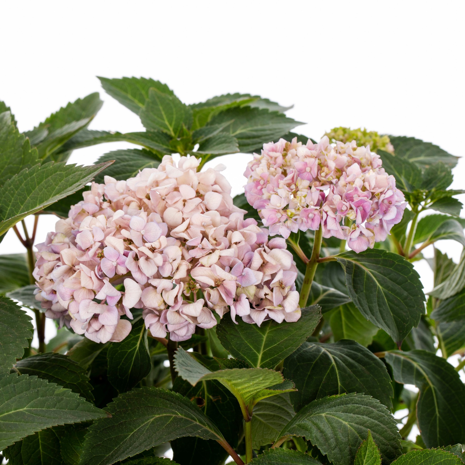 slide 2 of 4, Lowe's Endless Summer Bloom Struck Hydrangea Flowering Shrub in 3 -Gallon Pot 1 -Pack with Multicolor Blooms, 1 ct
