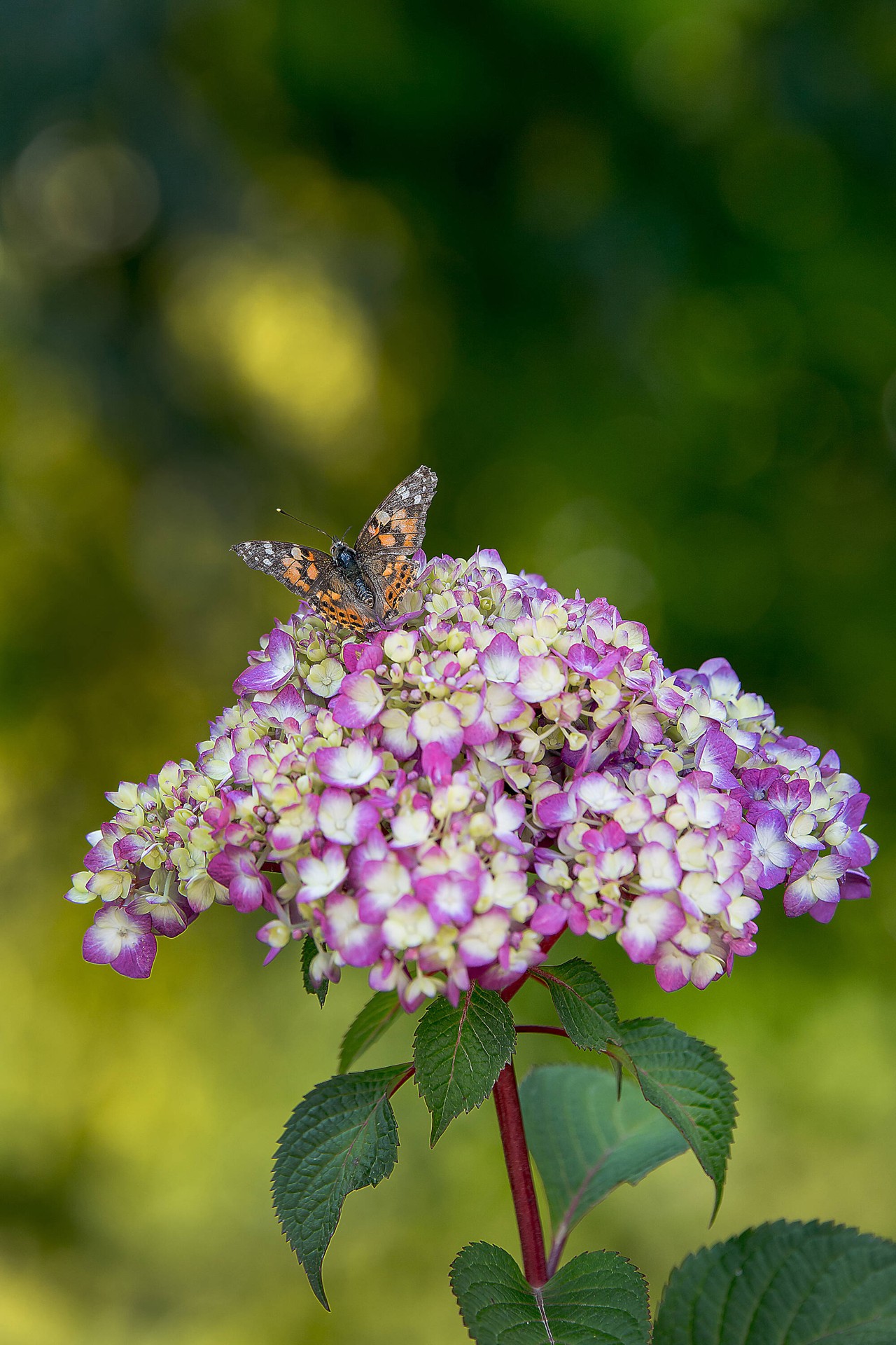slide 3 of 4, Lowe's Endless Summer Bloom Struck Hydrangea Flowering Shrub in 3 -Gallon Pot 1 -Pack with Multicolor Blooms, 1 ct