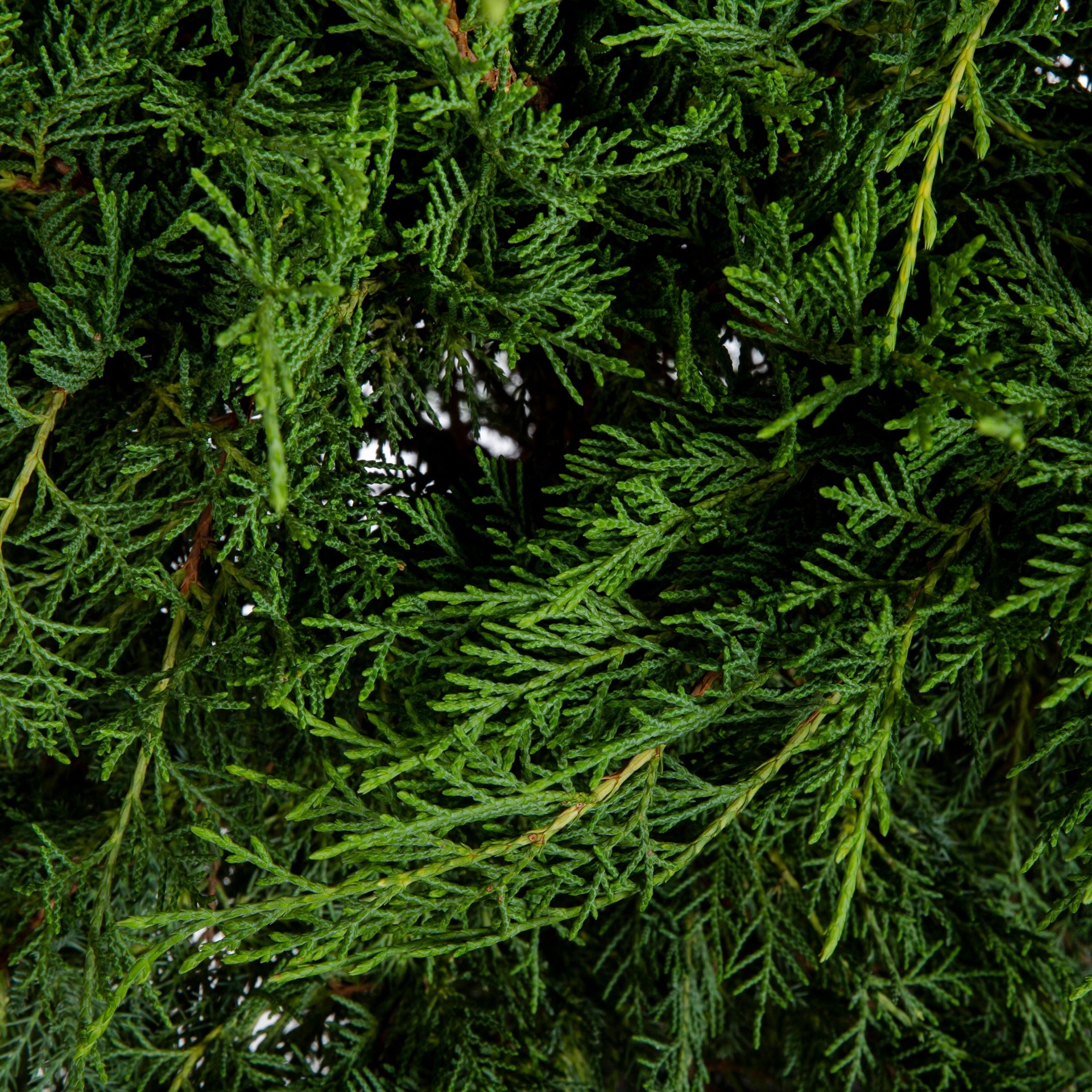 slide 2 of 2, Lowe's Old Gold Juniper Shrub in 3.58 -Gallon, 1 ct