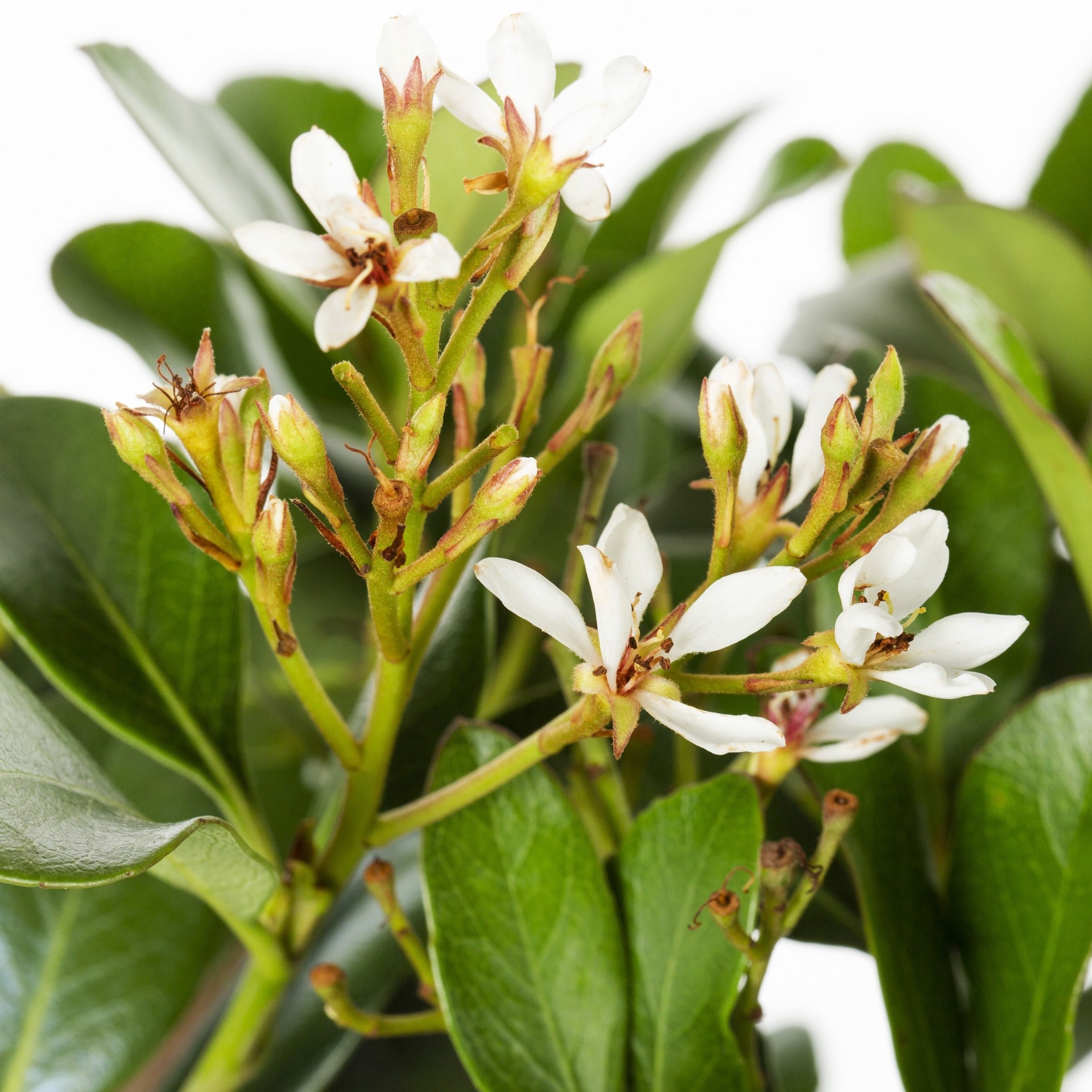 slide 2 of 2, Lowe's Indian Hawthorn Shrub in 3.58 -Gallon, 1 ct