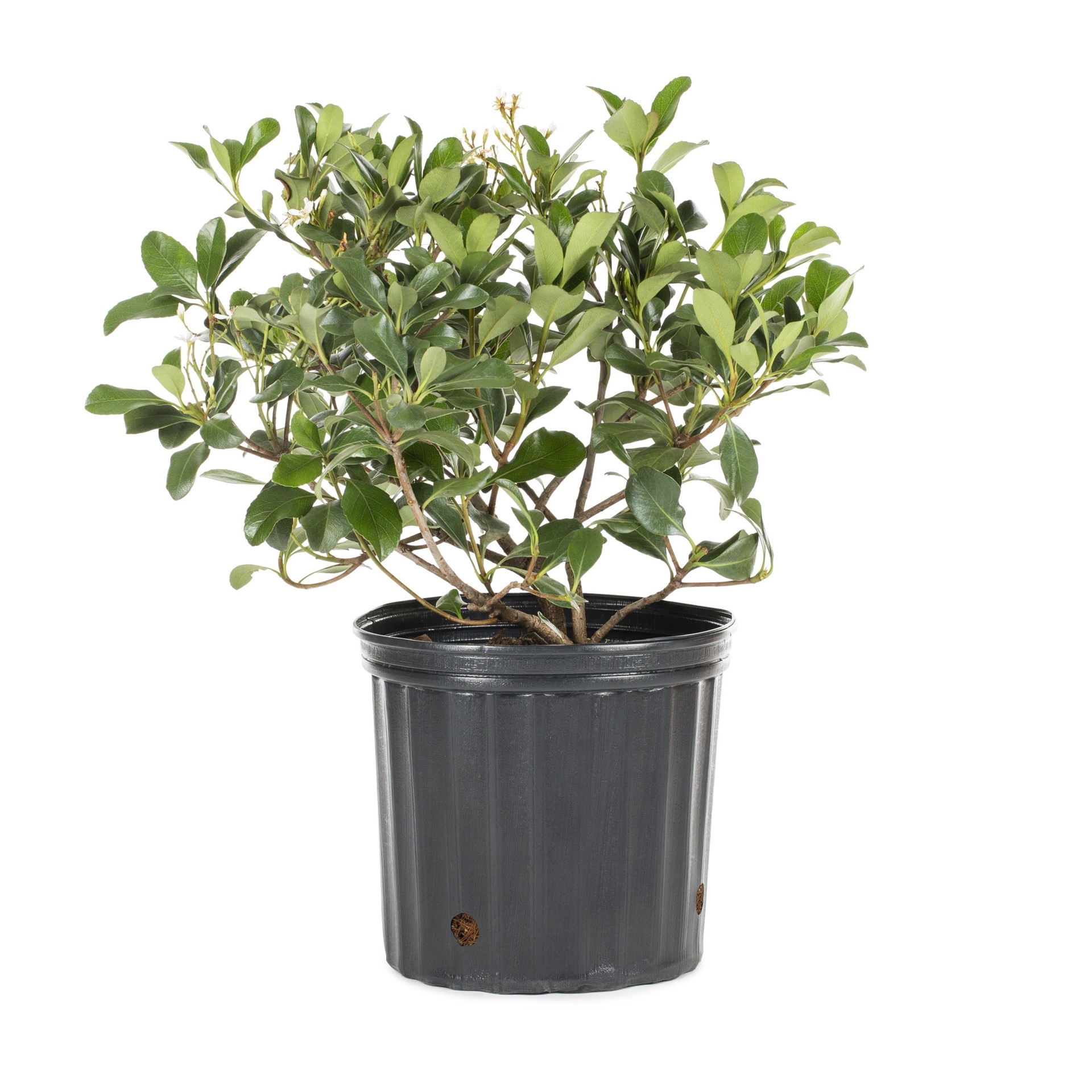 slide 1 of 2, Lowe's Indian Hawthorn Shrub in 3.58 -Gallon, 1 ct