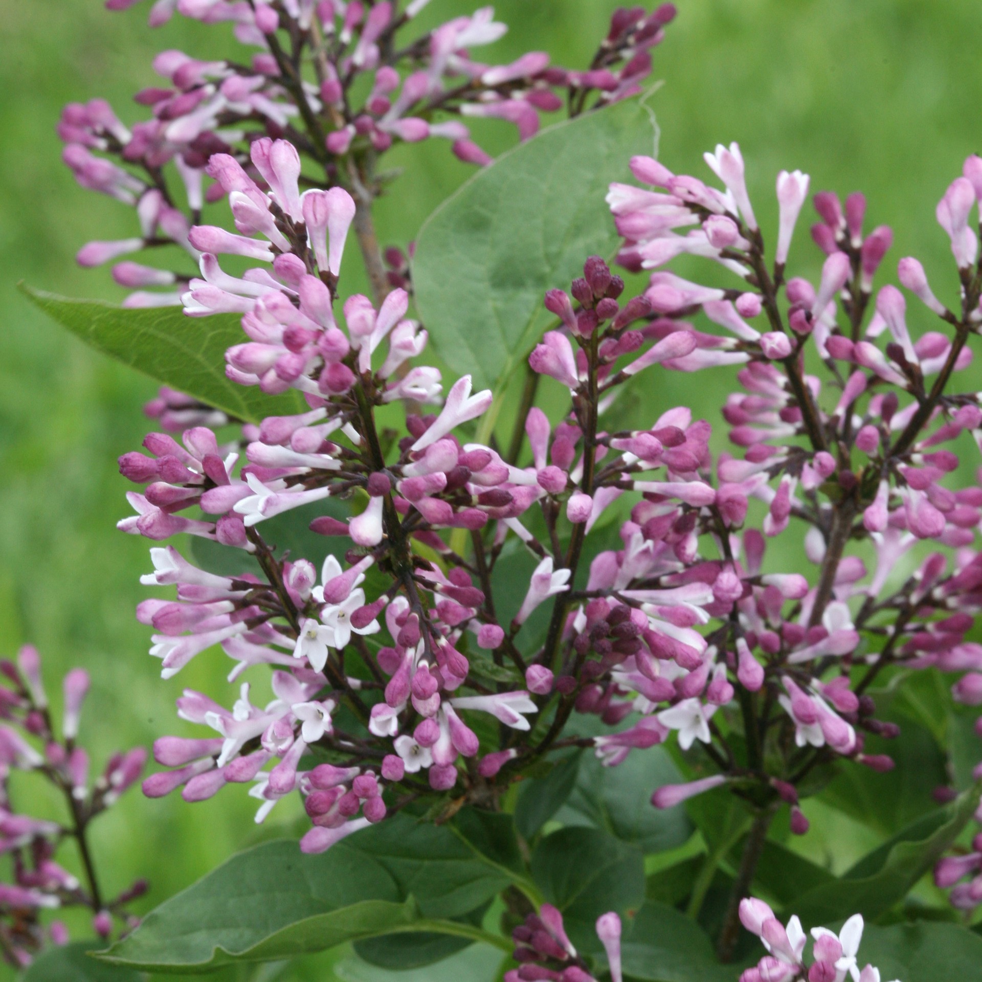 slide 2 of 2, Lowe's Lilac Shrub in 3.58 -Gallon, 1 ct