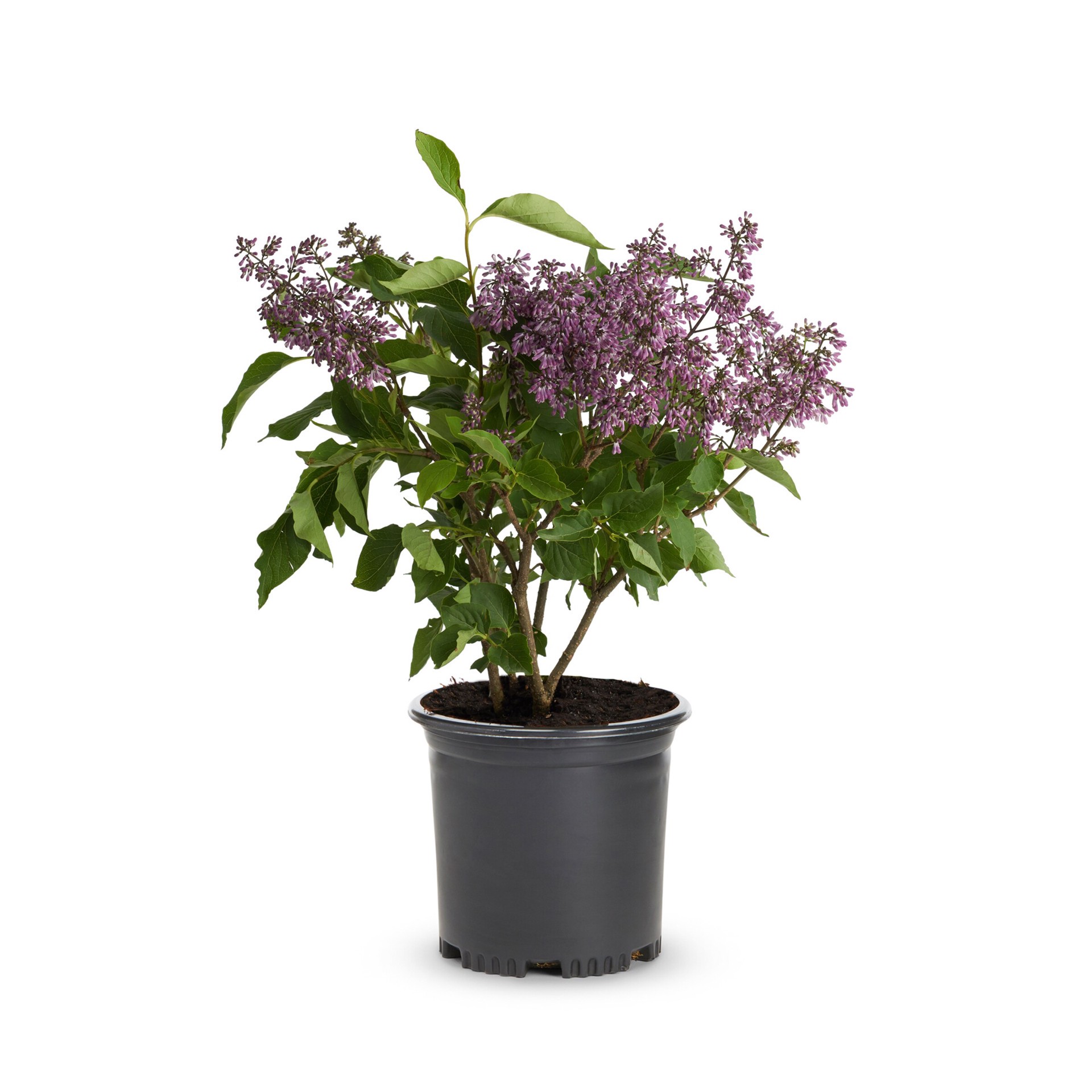 slide 1 of 2, Lowe's Lilac Shrub in 3.58 -Gallon, 1 ct
