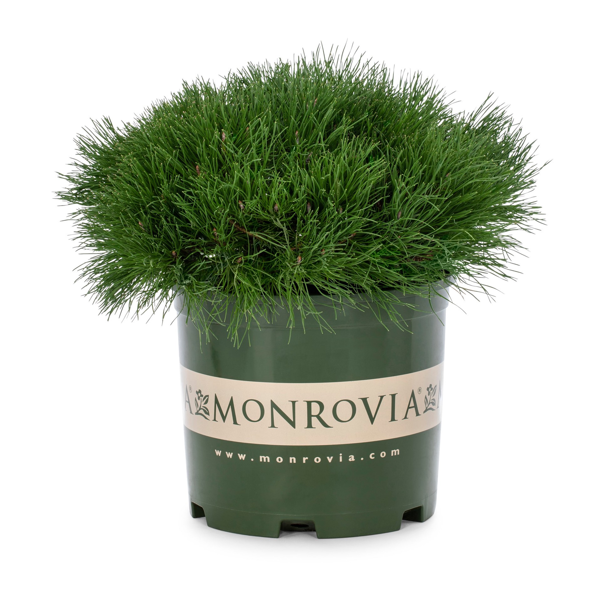 slide 1 of 4, Monrovia Dwarf Mugo Pine Accent Shrub in 3.58 -Gallon Pot 1 -Pack, 1 ct