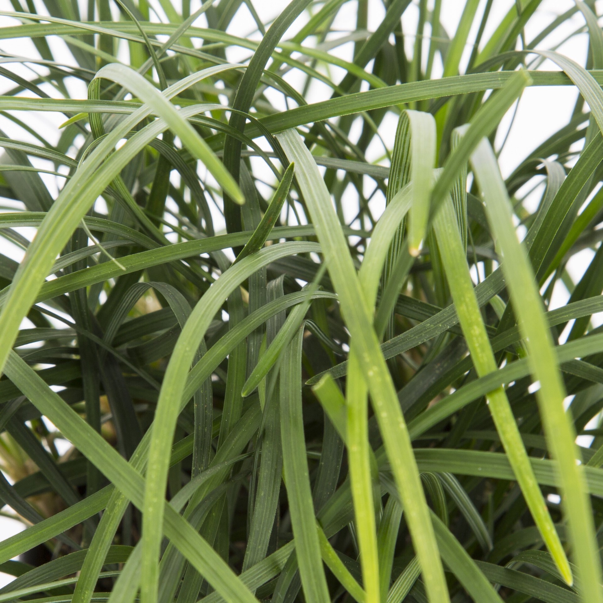 slide 2 of 4, Monrovia 2.6 -Quart Dwarf Mondo Grass in Pot, 1 ct