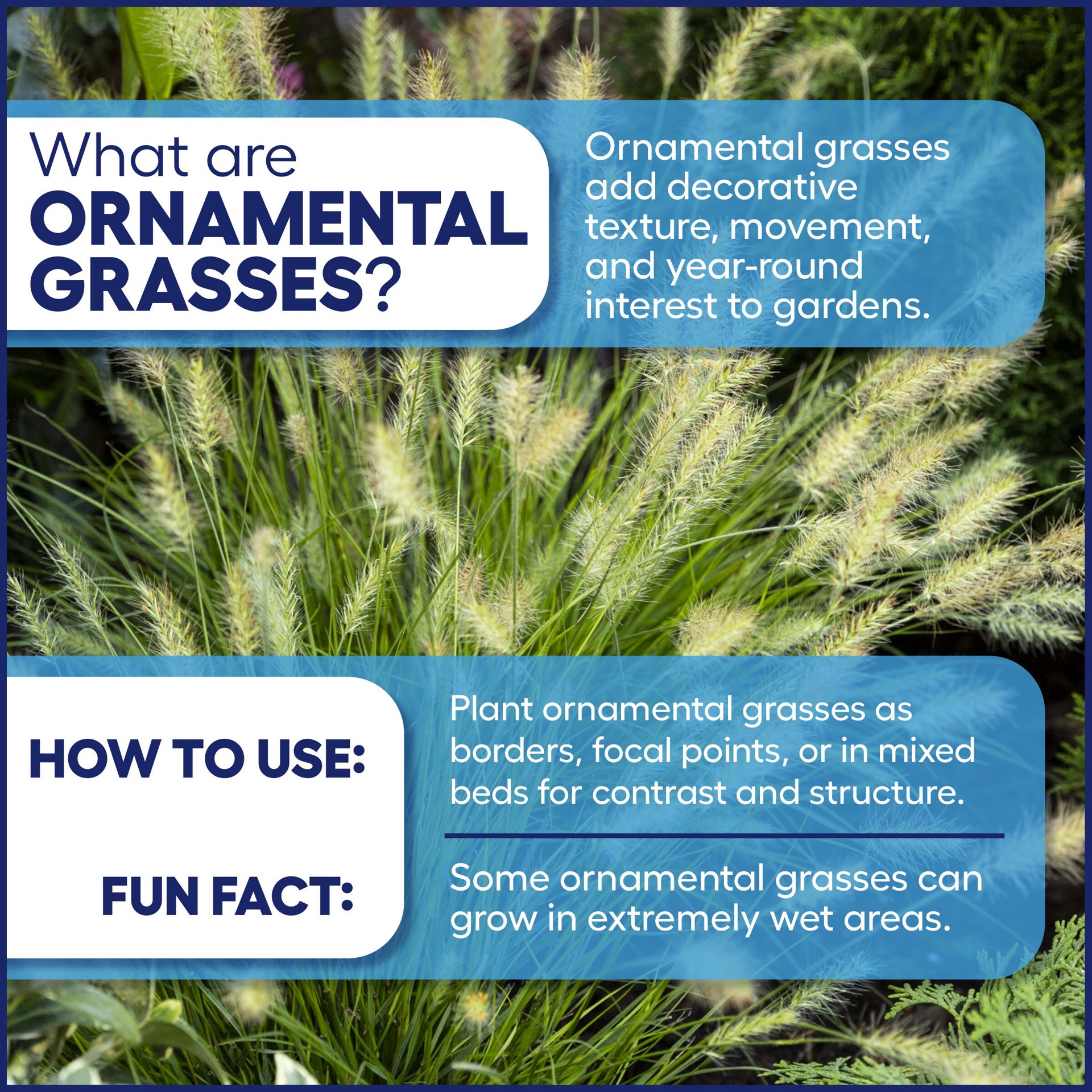 slide 3 of 4, Monrovia 2.6 -Quart Dwarf Mondo Grass in Pot, 1 ct