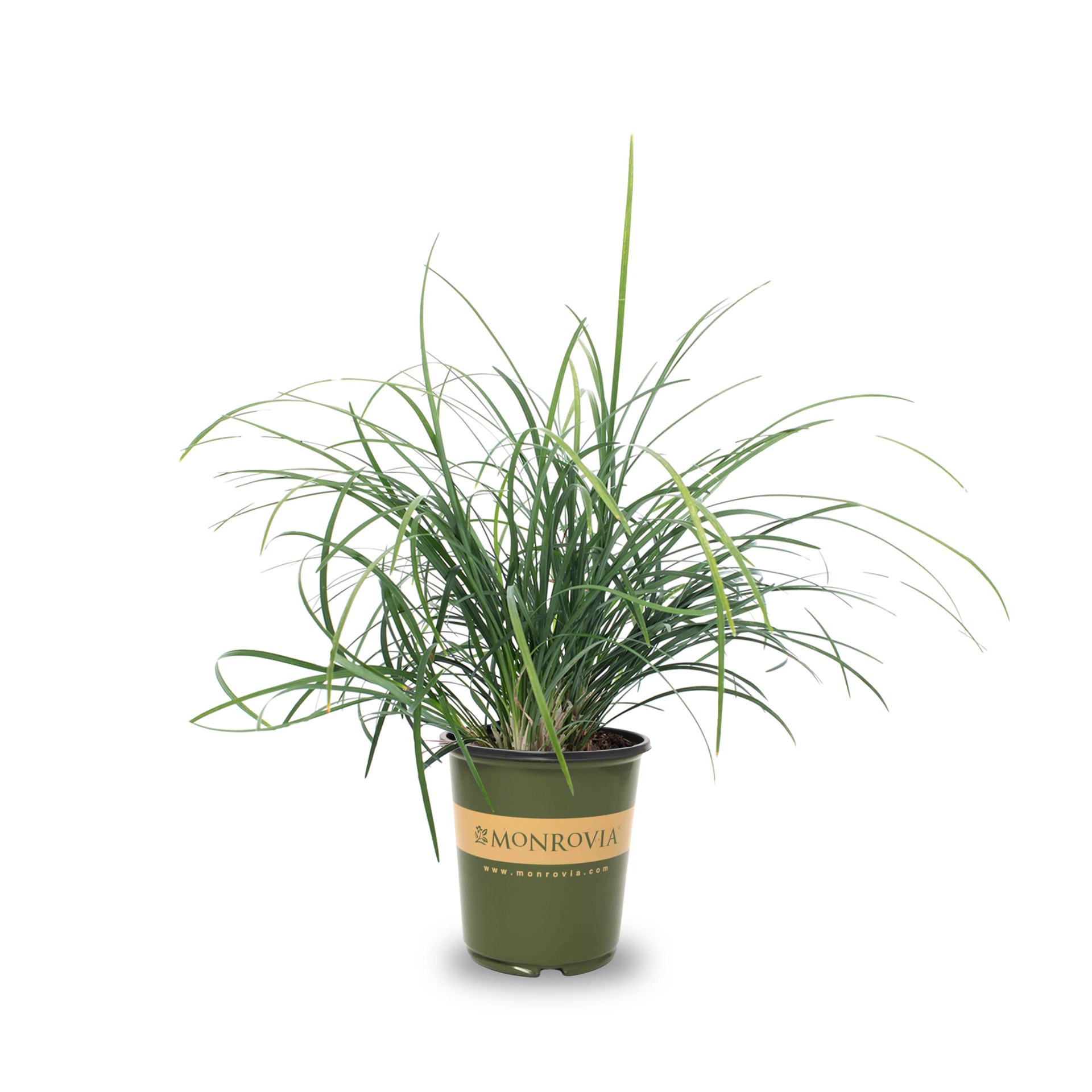 slide 1 of 4, Monrovia 2.6 -Quart Dwarf Mondo Grass in Pot, 1 ct